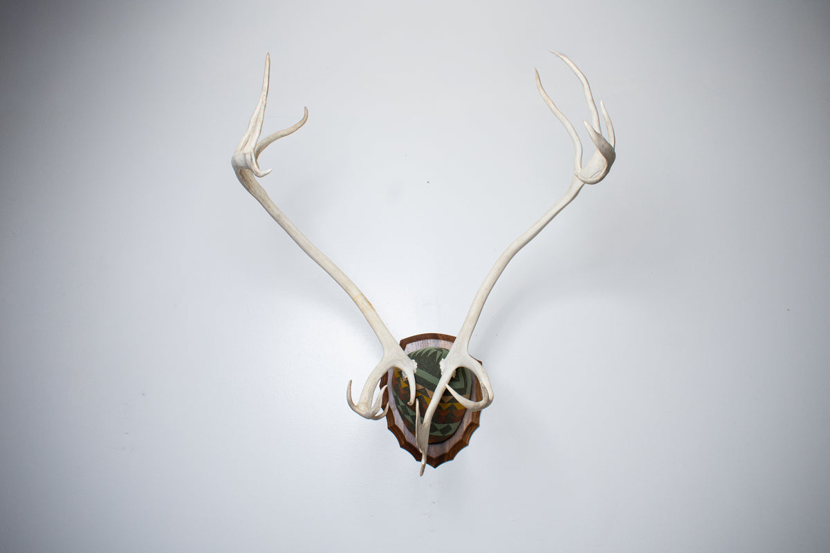 Caribou Antler Mount | Sage | 26