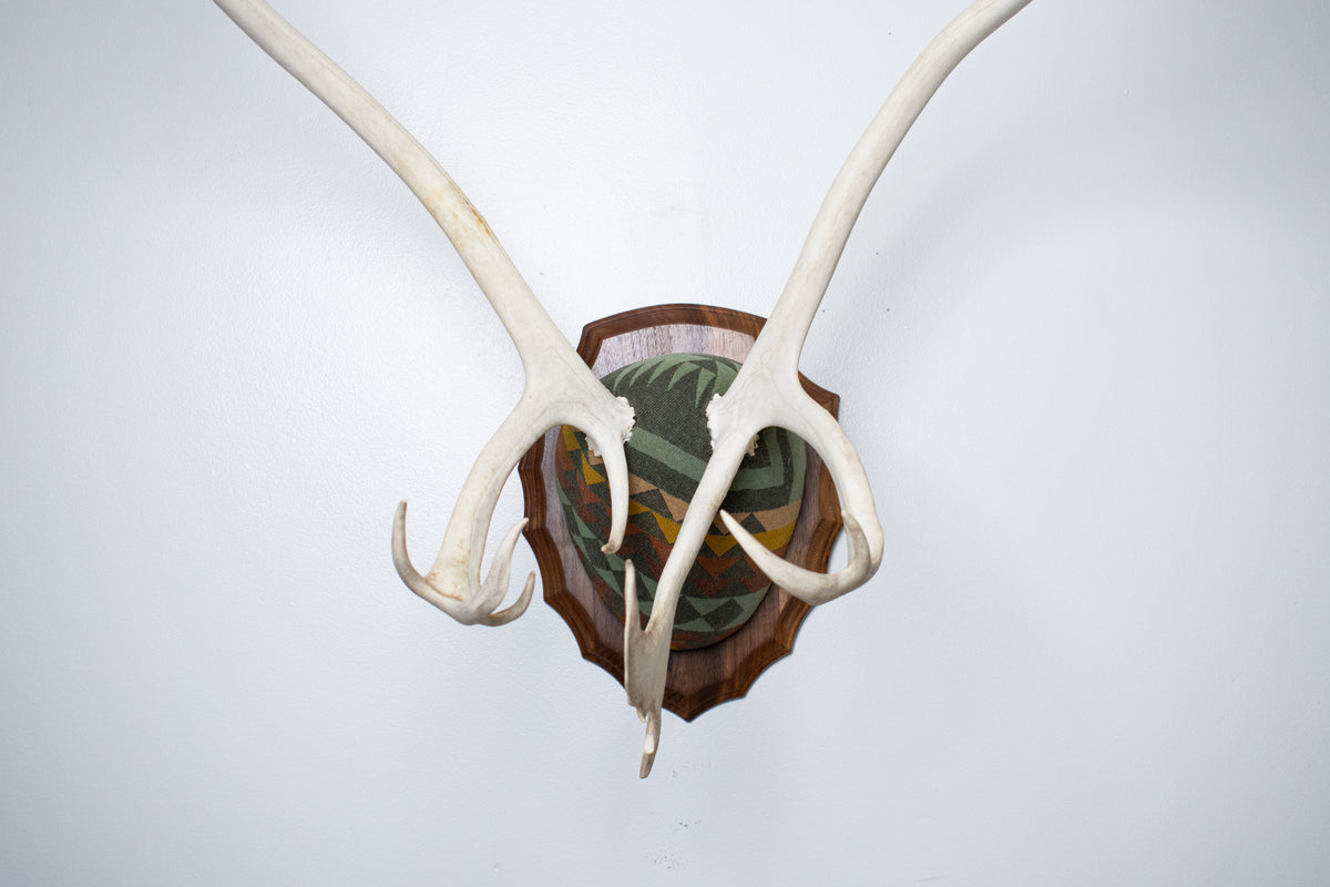 Caribou Antler Mount | Sage | 26