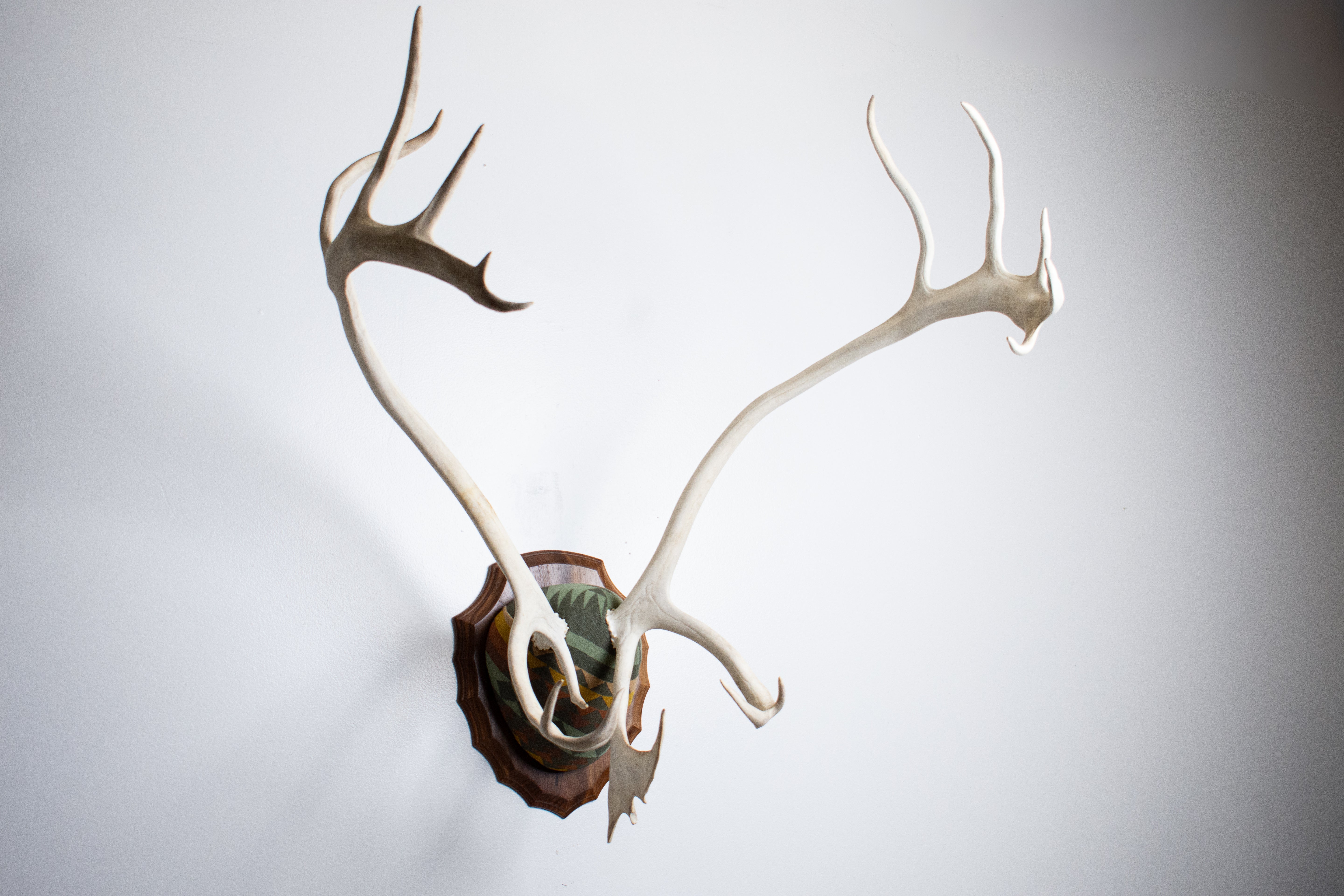 Caribou Antler Mount | Sage | 26