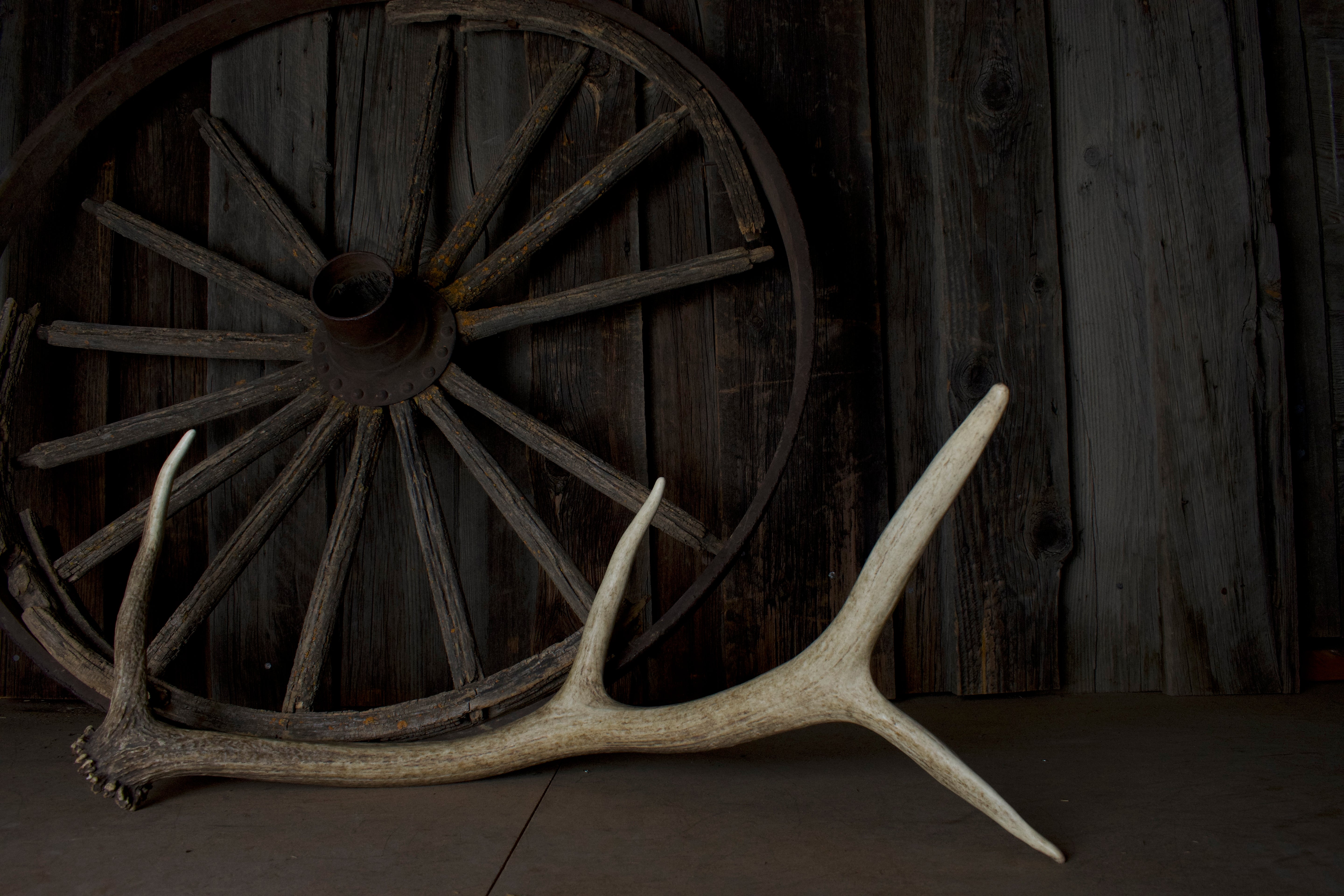 Elk Antler | 56