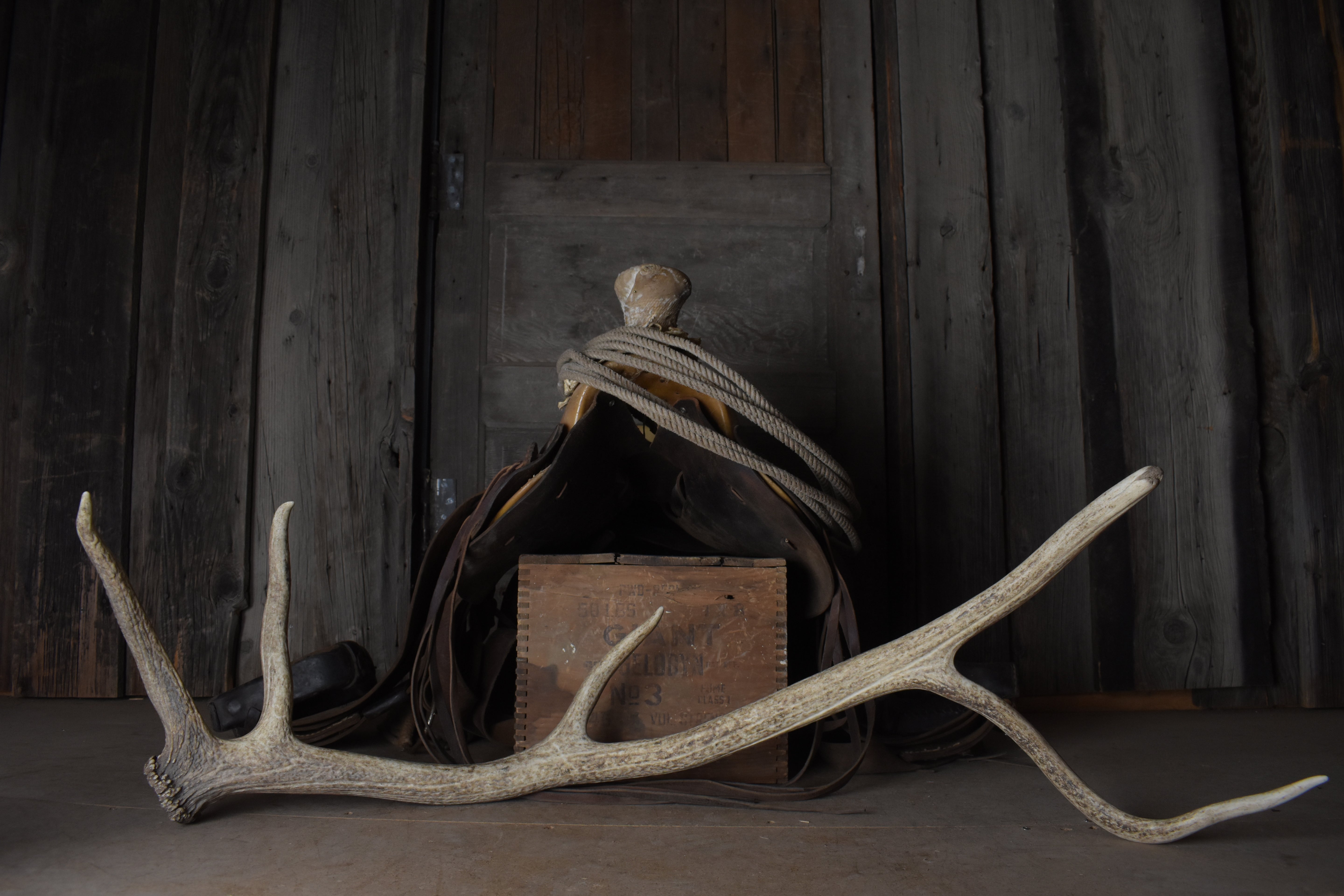 Elk Antler | 59