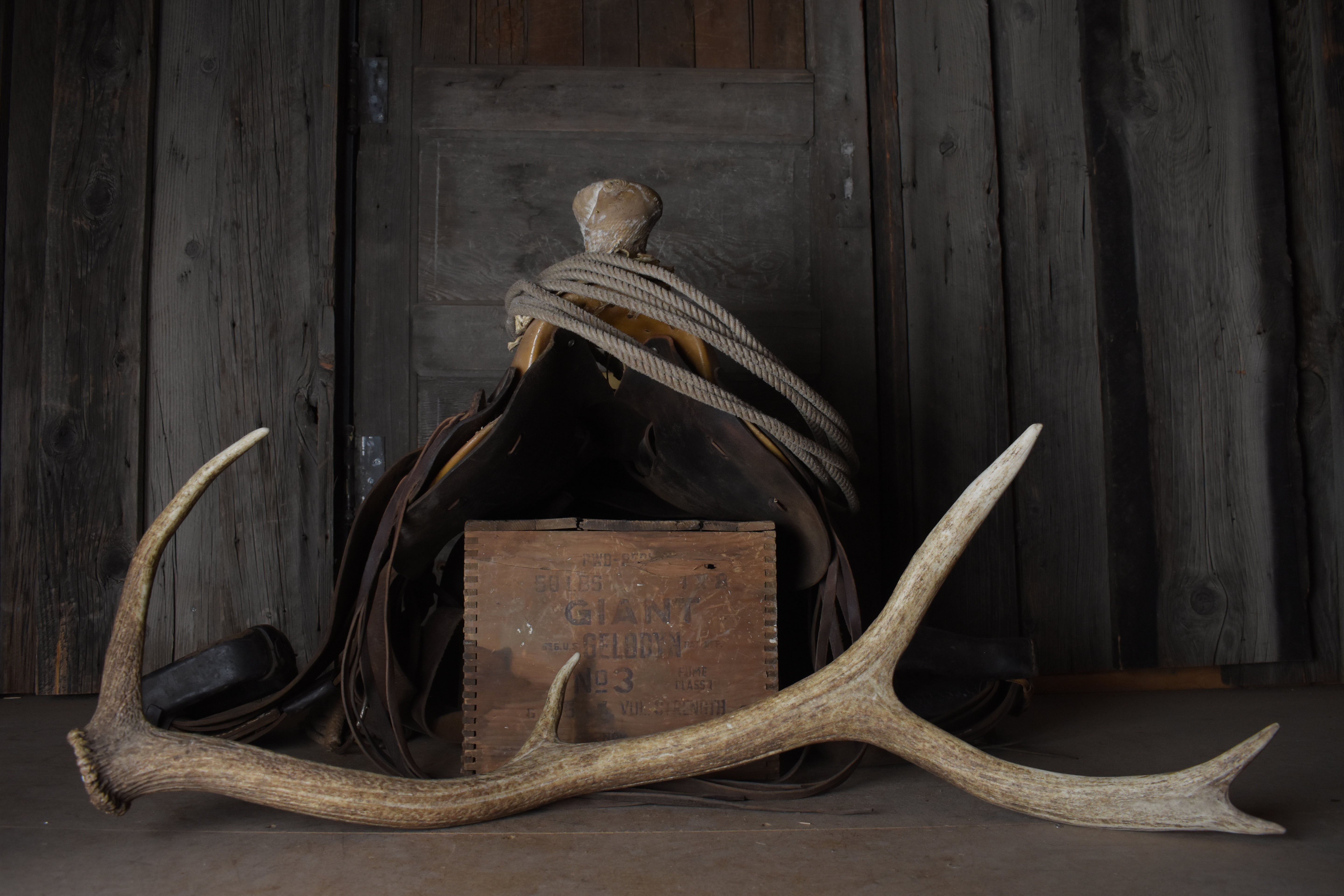 Elk Antler | 57