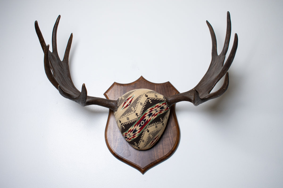 Moose Antler Mount | Mesa | 28