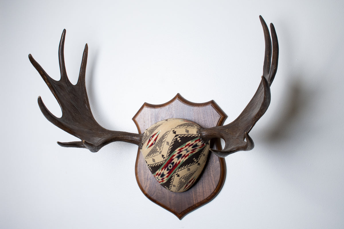 Moose Antler Mount | Mesa | 28
