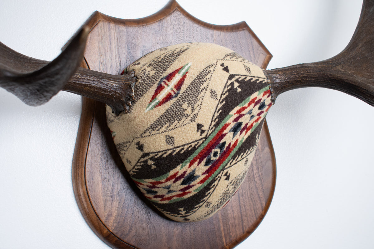 Moose Antler Mount | Mesa | 28