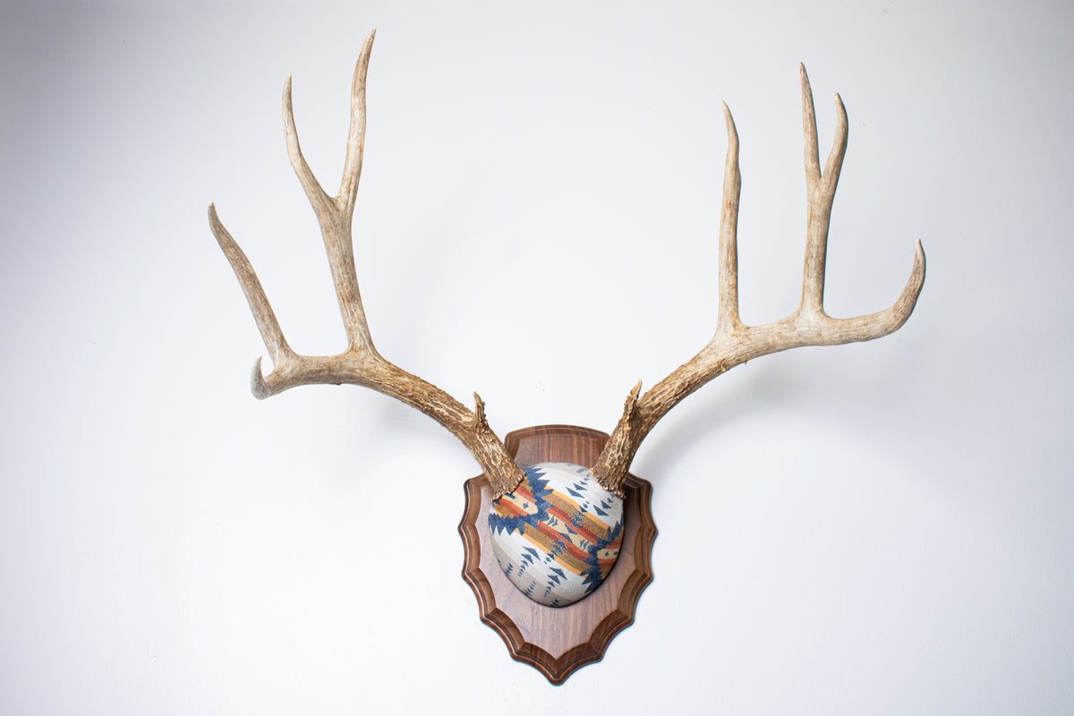 Mule Deer Antler Mount | Indigo | 27