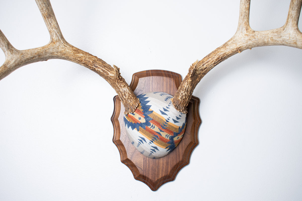 Mule Deer Antler Mount | Indigo | 27