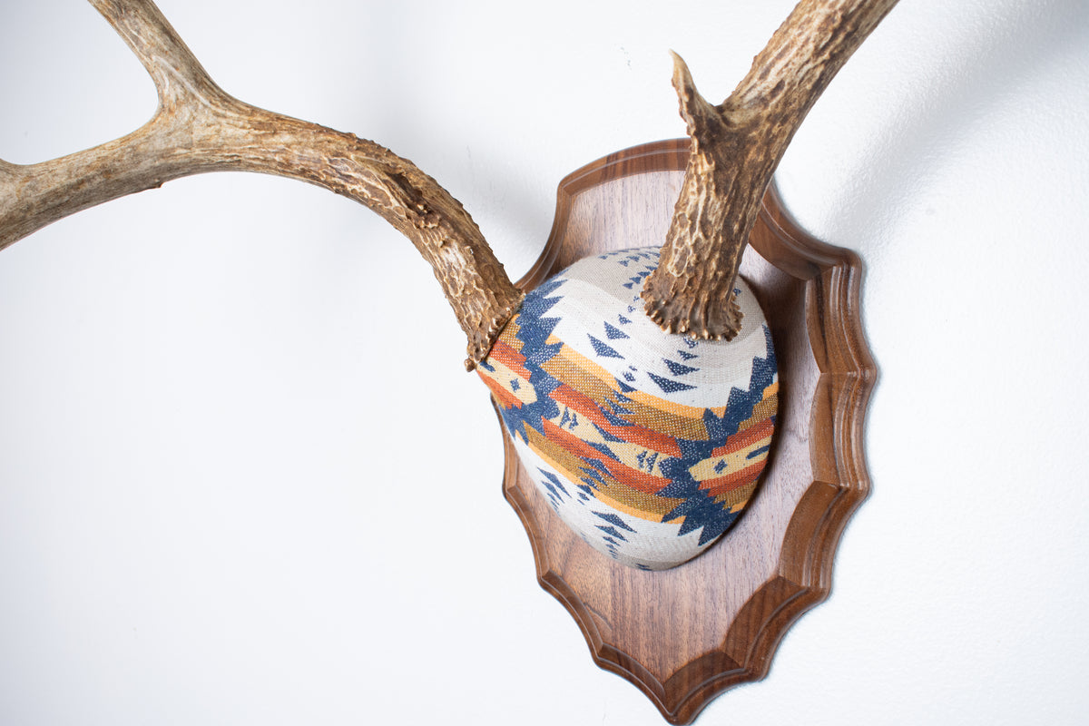 Mule Deer Antler Mount | Indigo | 27