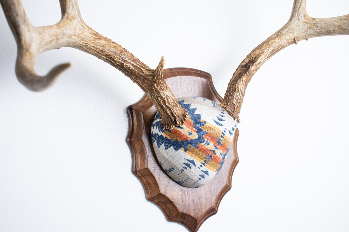 Mule Deer Antler Mount | Indigo | 27
