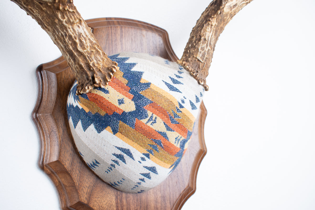 Mule Deer Antler Mount | Indigo | 27