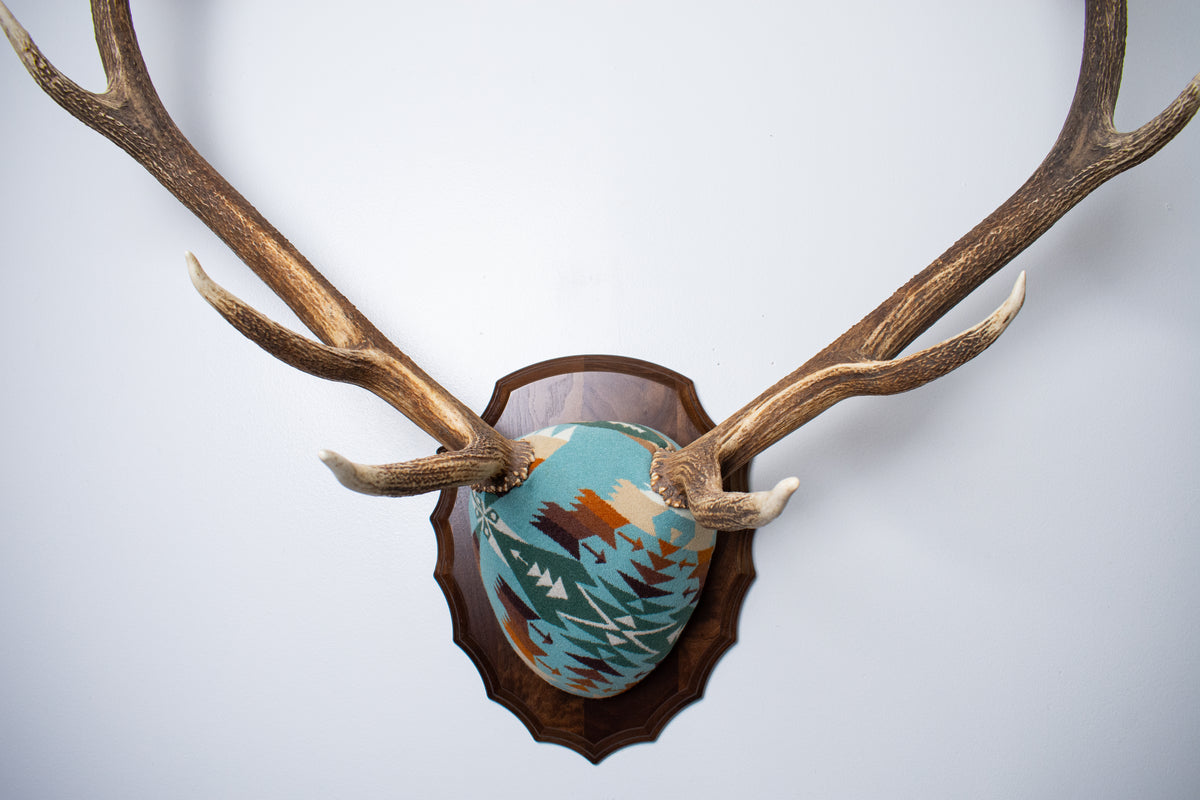 Elk Antler Mount | Juniper | 29