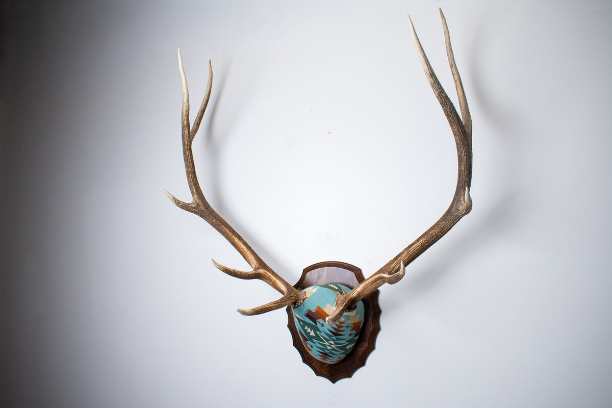 Elk Antler Mount | Juniper | 29