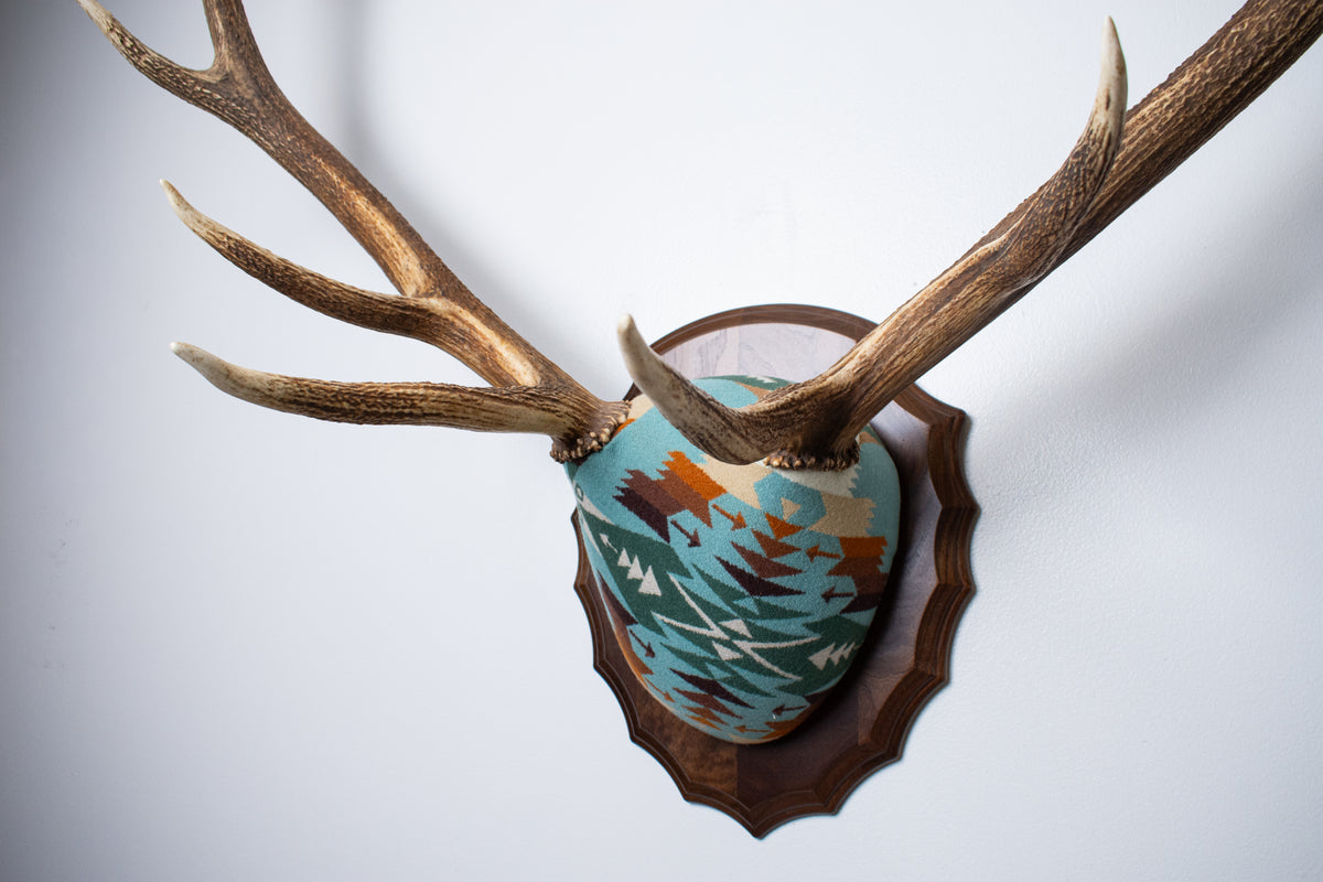 Elk Antler Mount | Juniper | 29