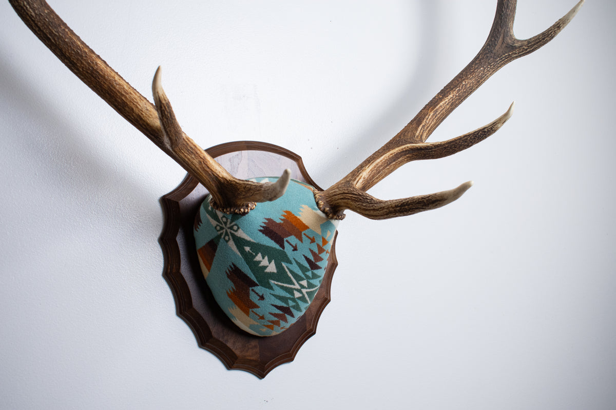 Elk Antler Mount | Juniper | 29