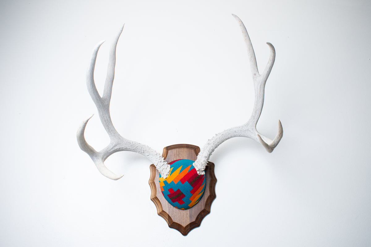 Mule Deer Antler Mount | Sedona | 30