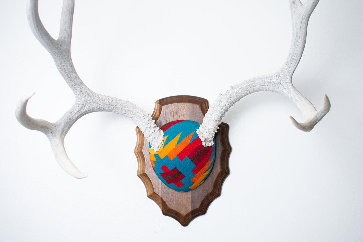Mule Deer Antler Mount | Sedona | 30