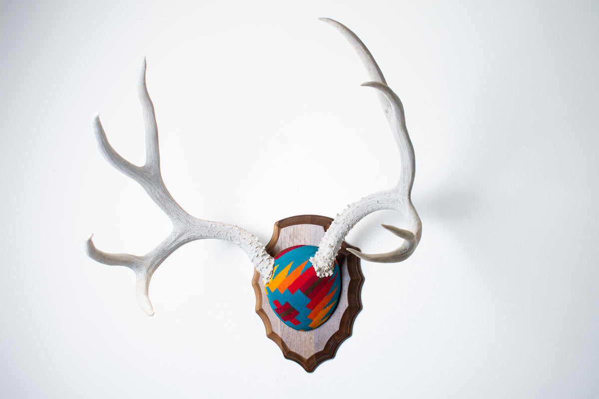 Mule Deer Antler Mount | Sedona | 30