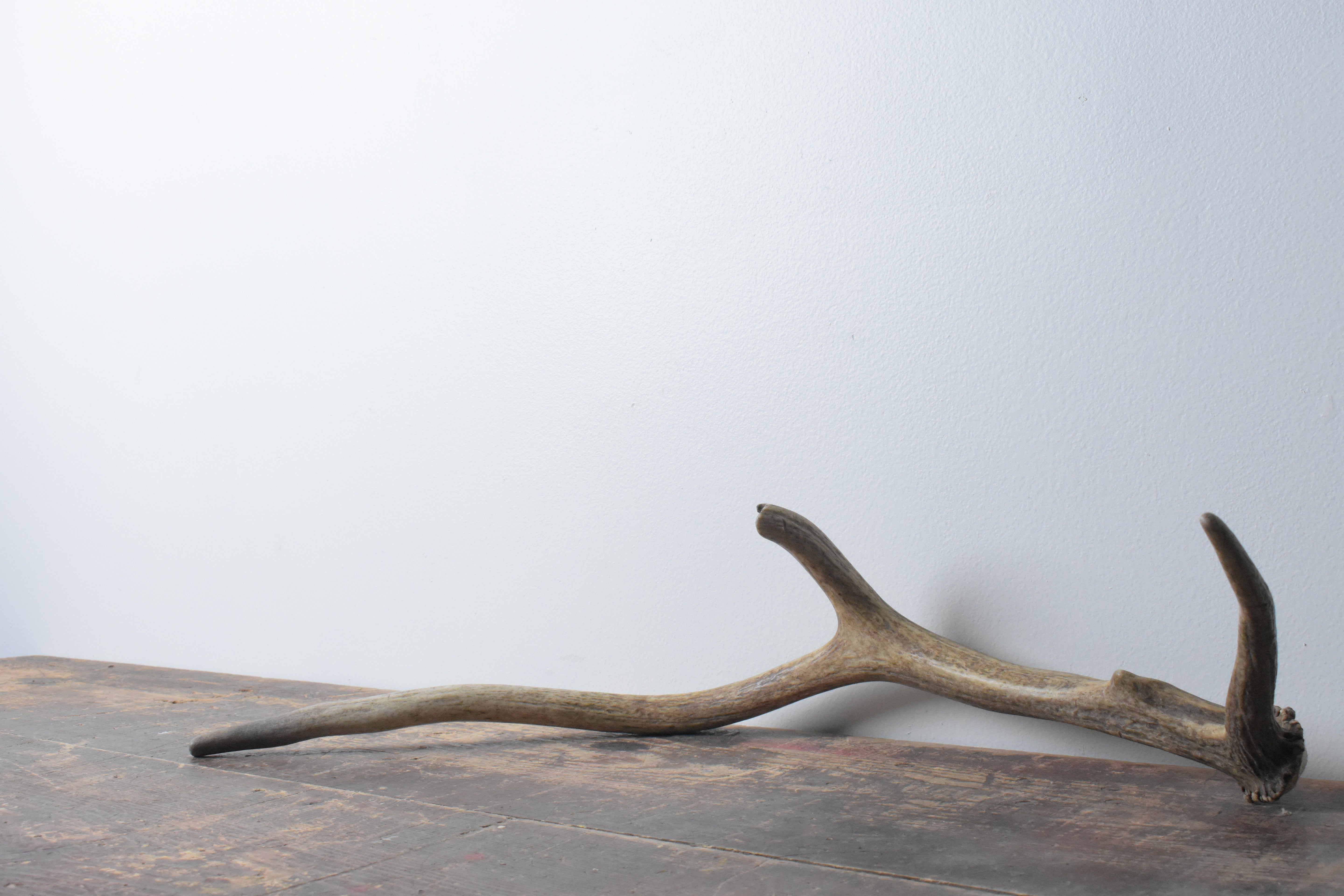 Elk Antler | Small Size | 61