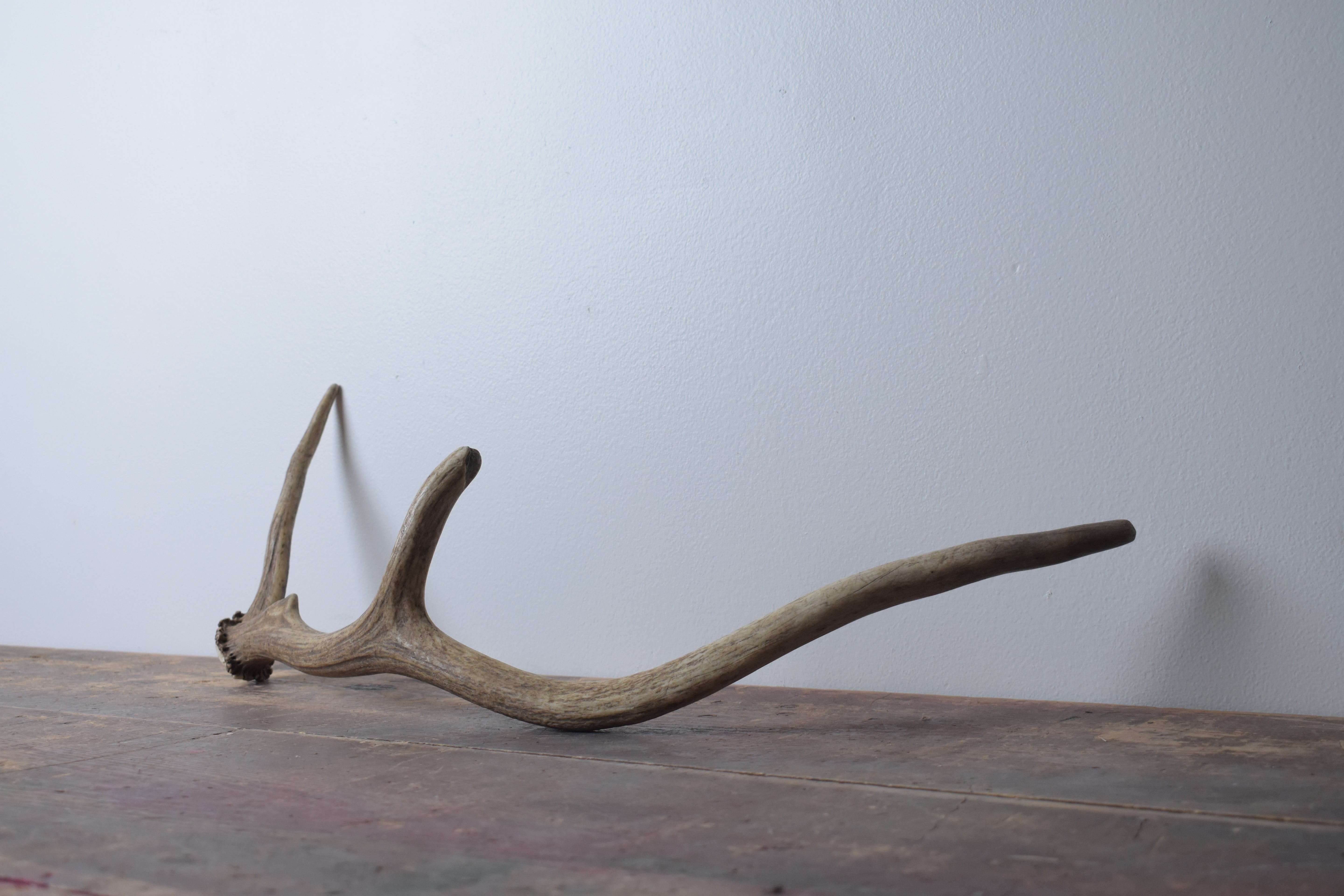 Elk Antler | Small Size | 61