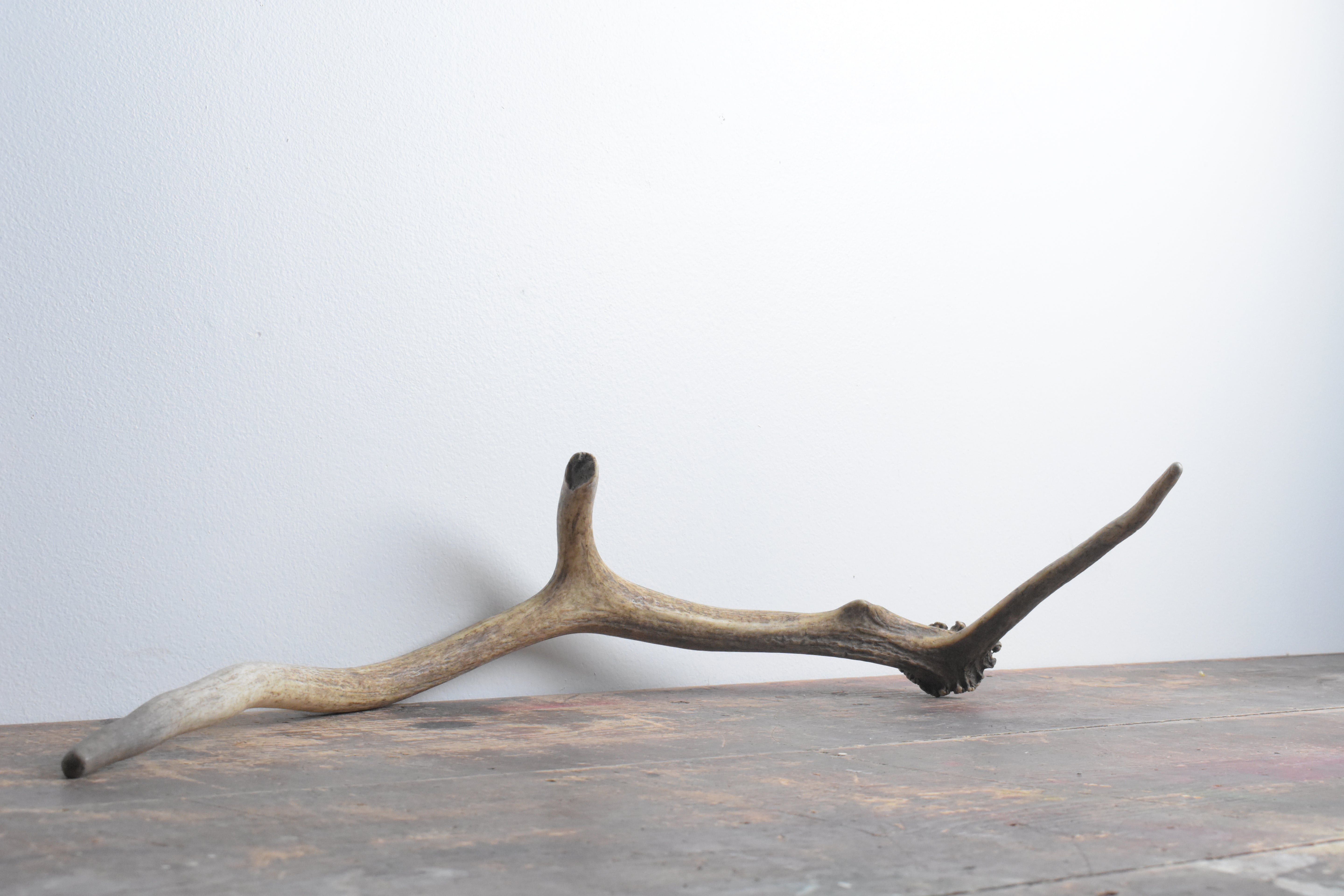 Elk Antler | Small Size | 61