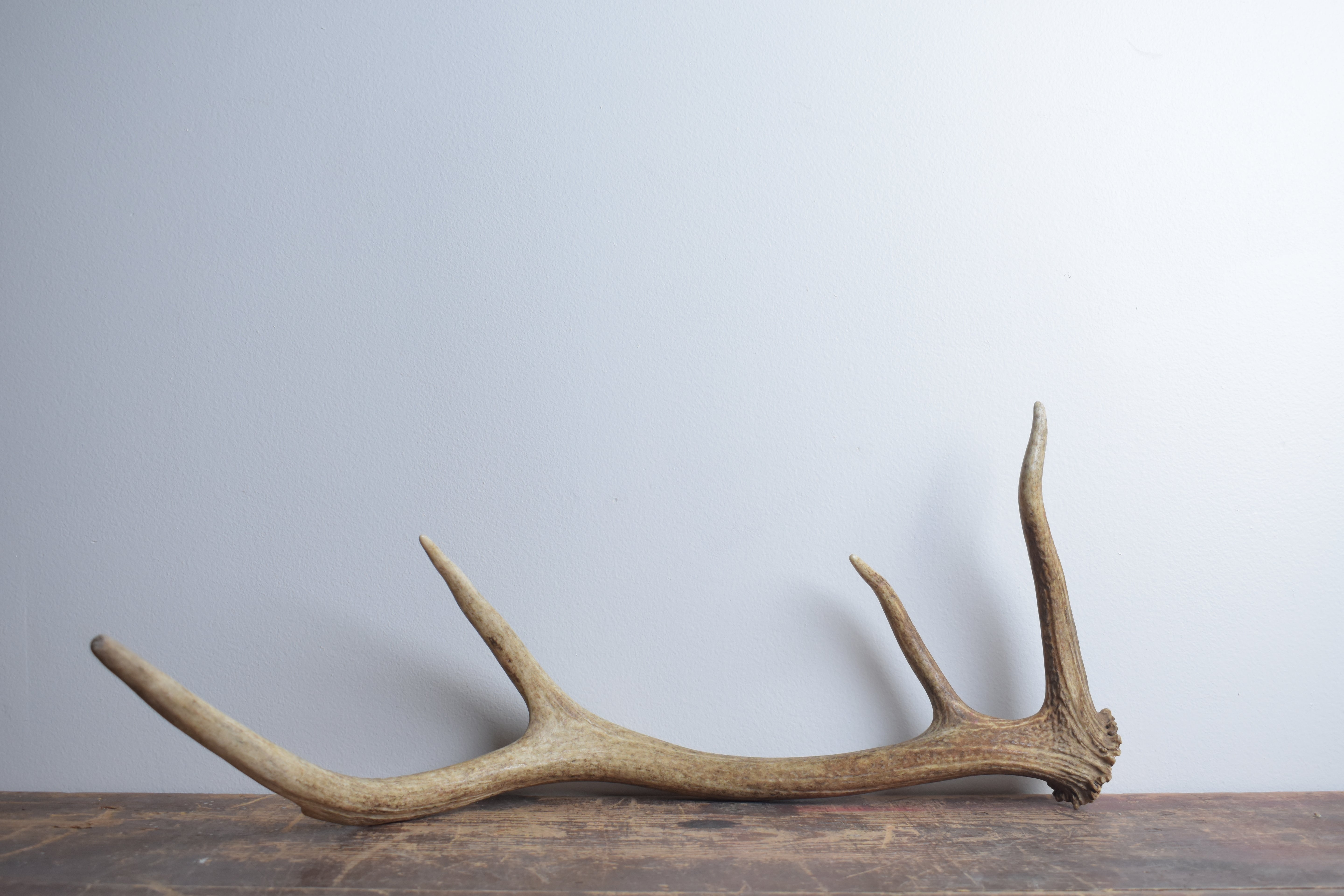 Elk Antler | 62