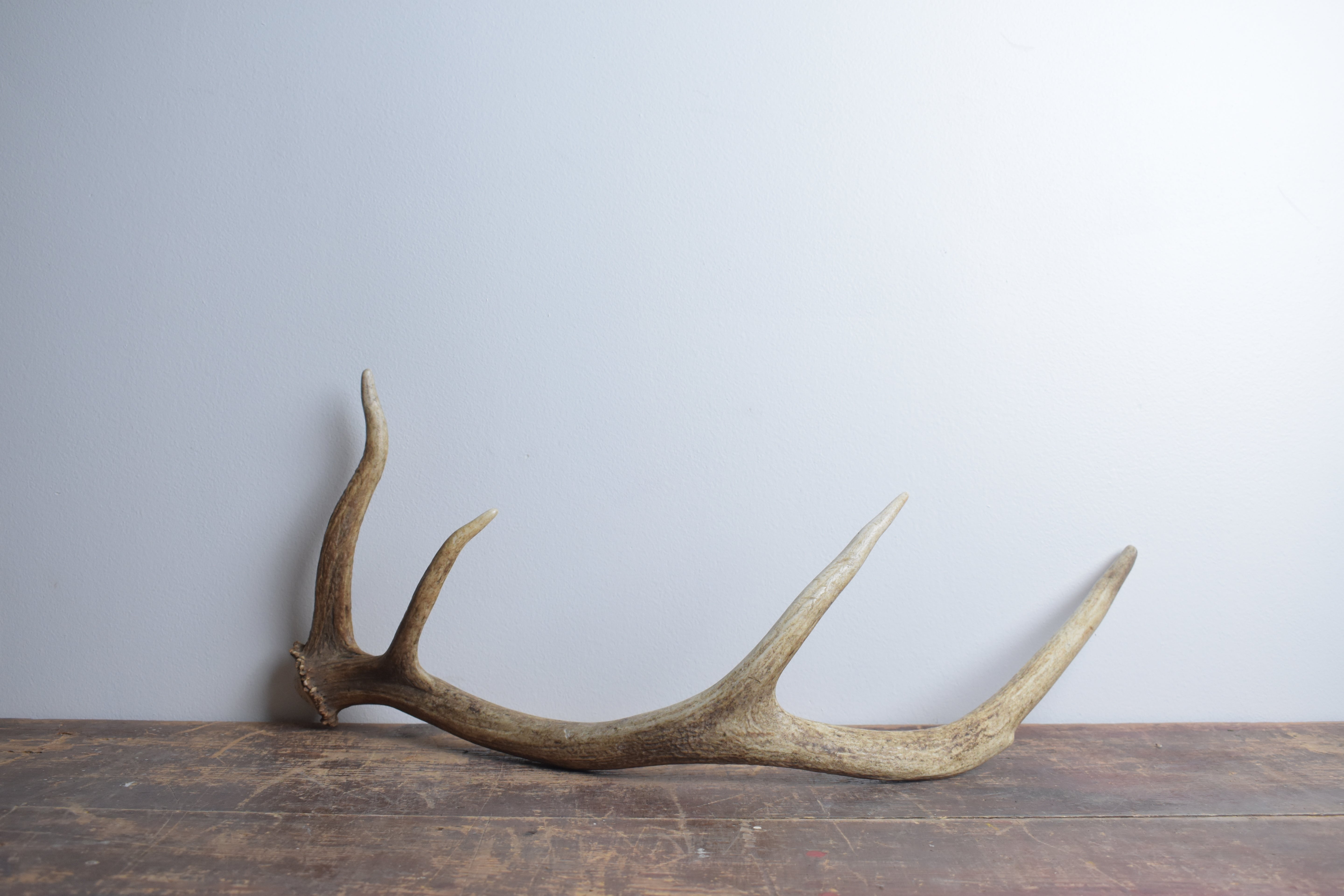 Elk Antler | Small Size | 62