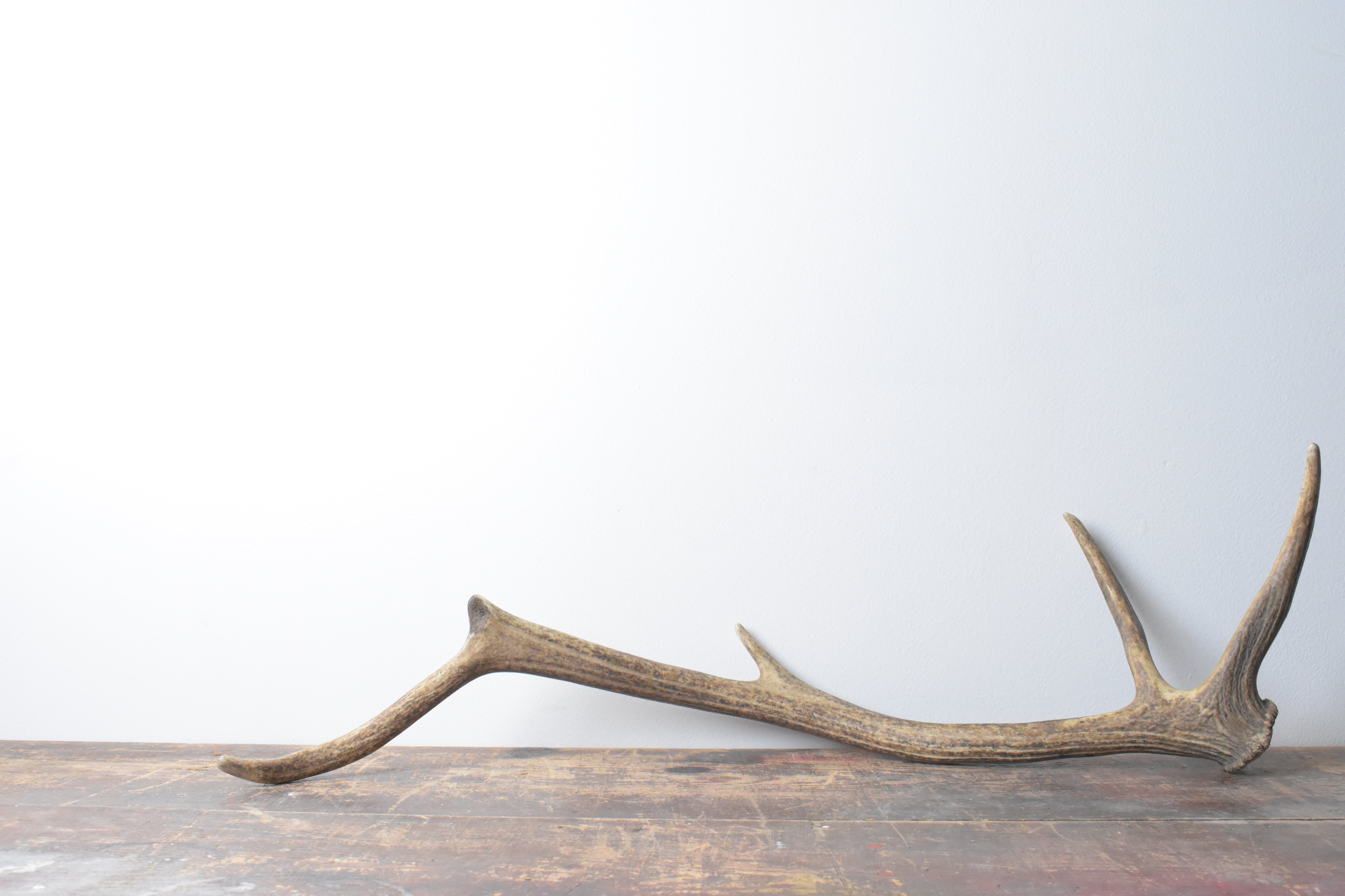 Elk Antler | 63