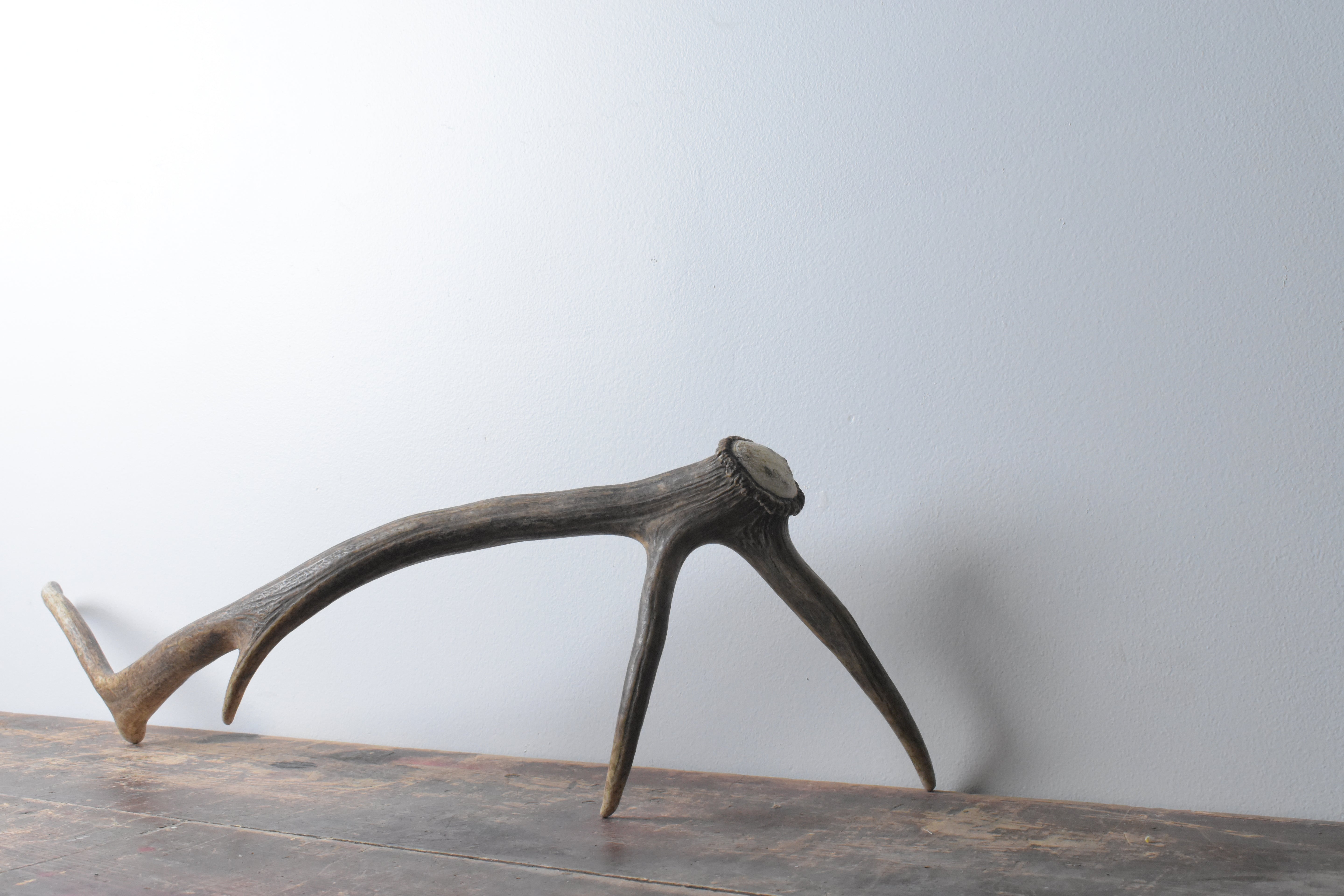 Elk Antler | Medium Size | 63