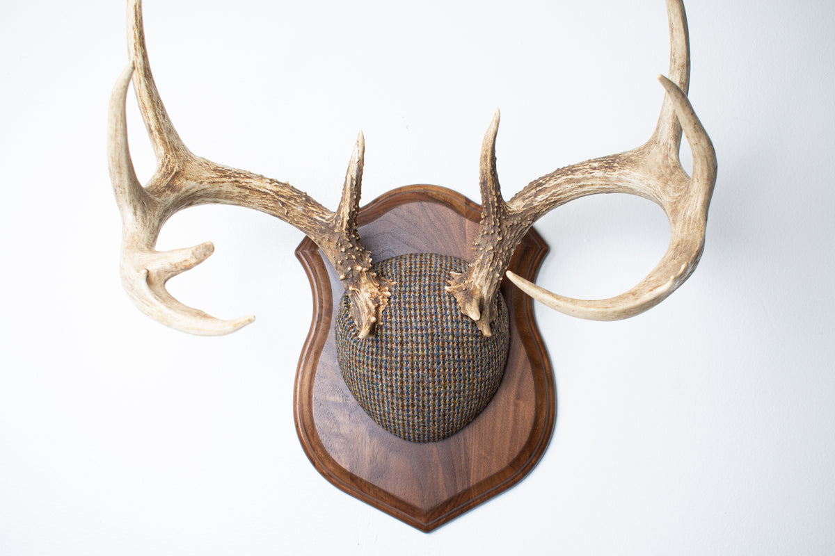 Whitetail Deer Antler Mount | Multi-colored | 68