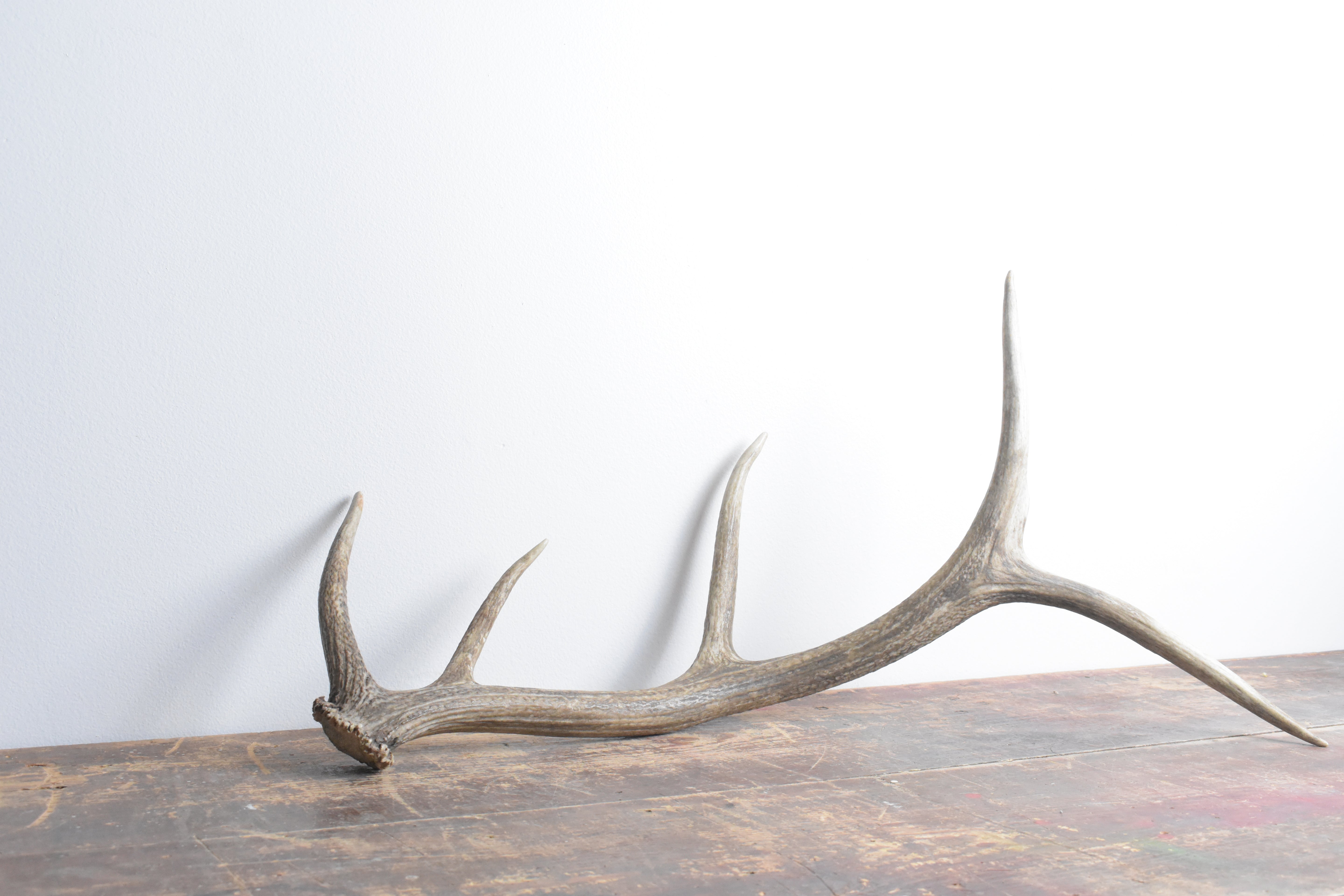 Elk Antler | 60