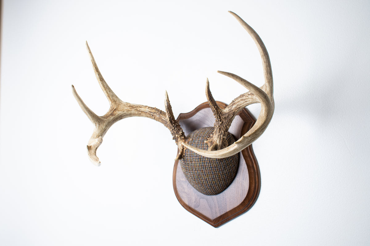 Whitetail Deer Antler Mount | Multi-colored | 68