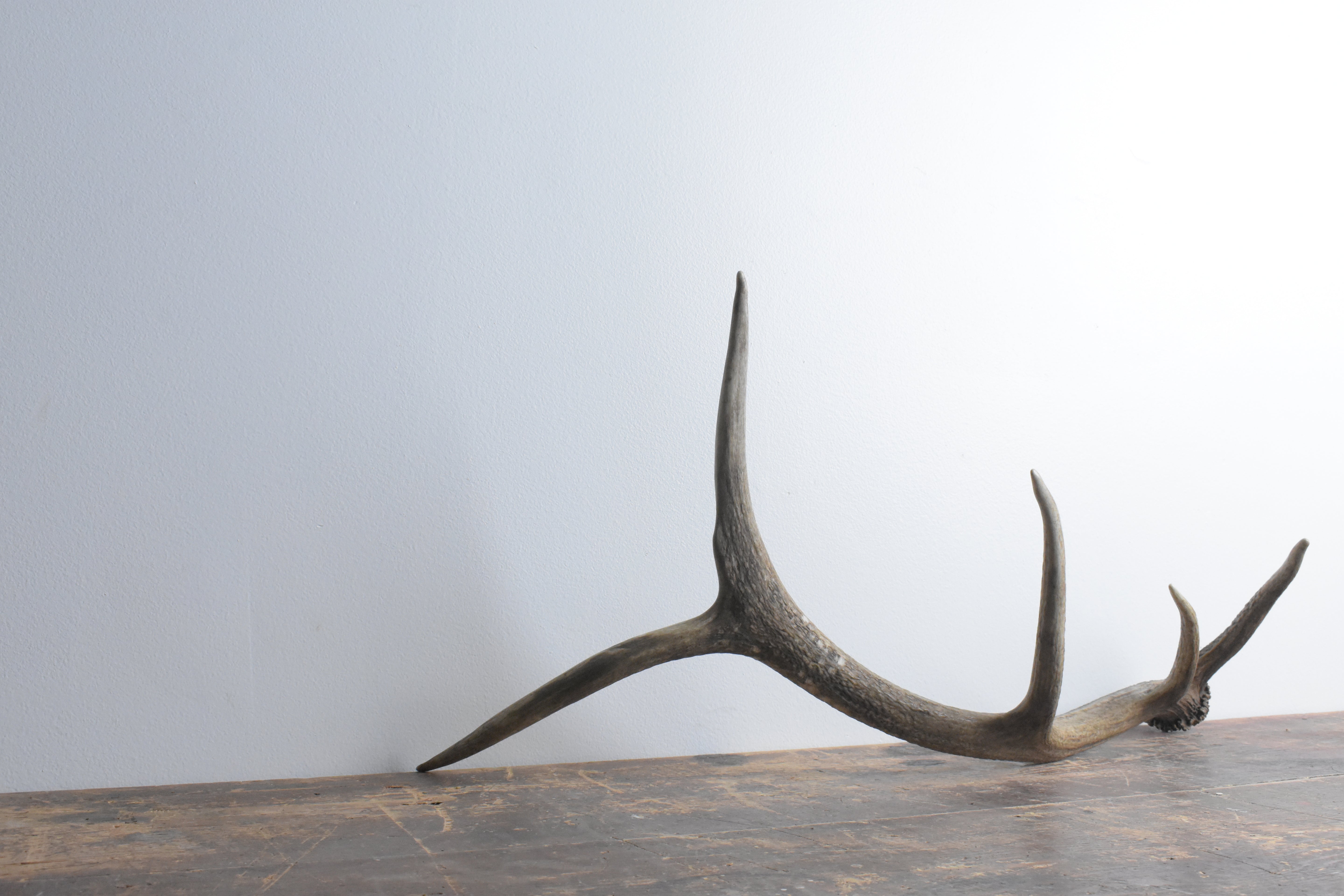 Elk Antler | Small Size | 60