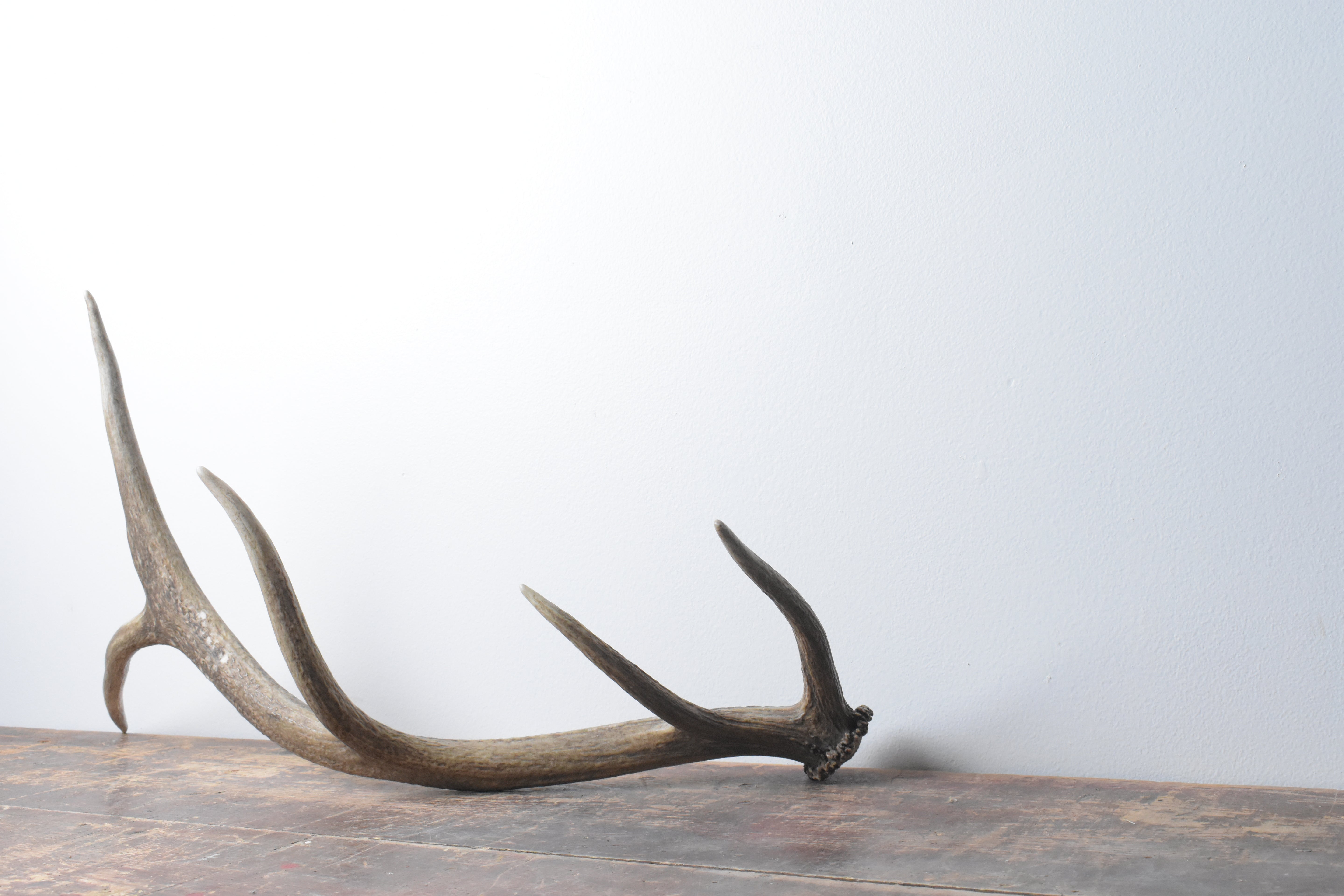 Elk Antler | Small Size | 60