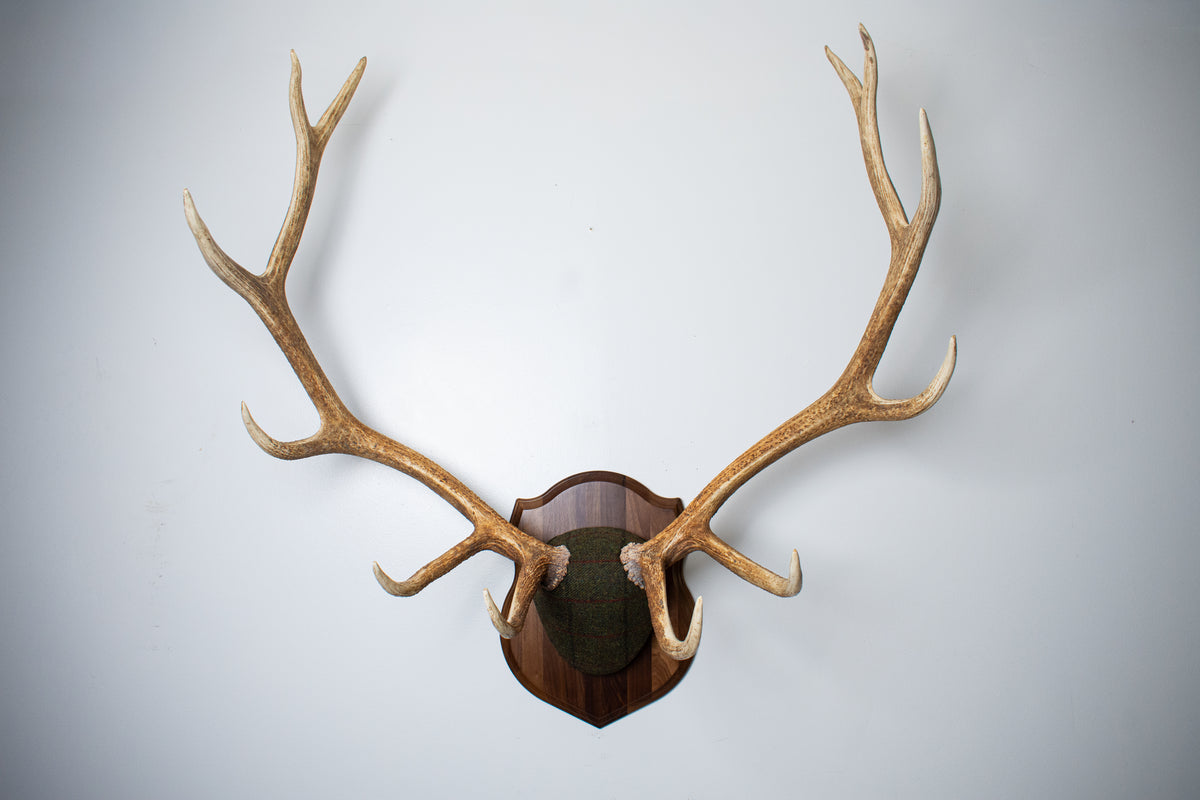 Elk Antler Mount | Green mix with Black and Red Overcheck | 69