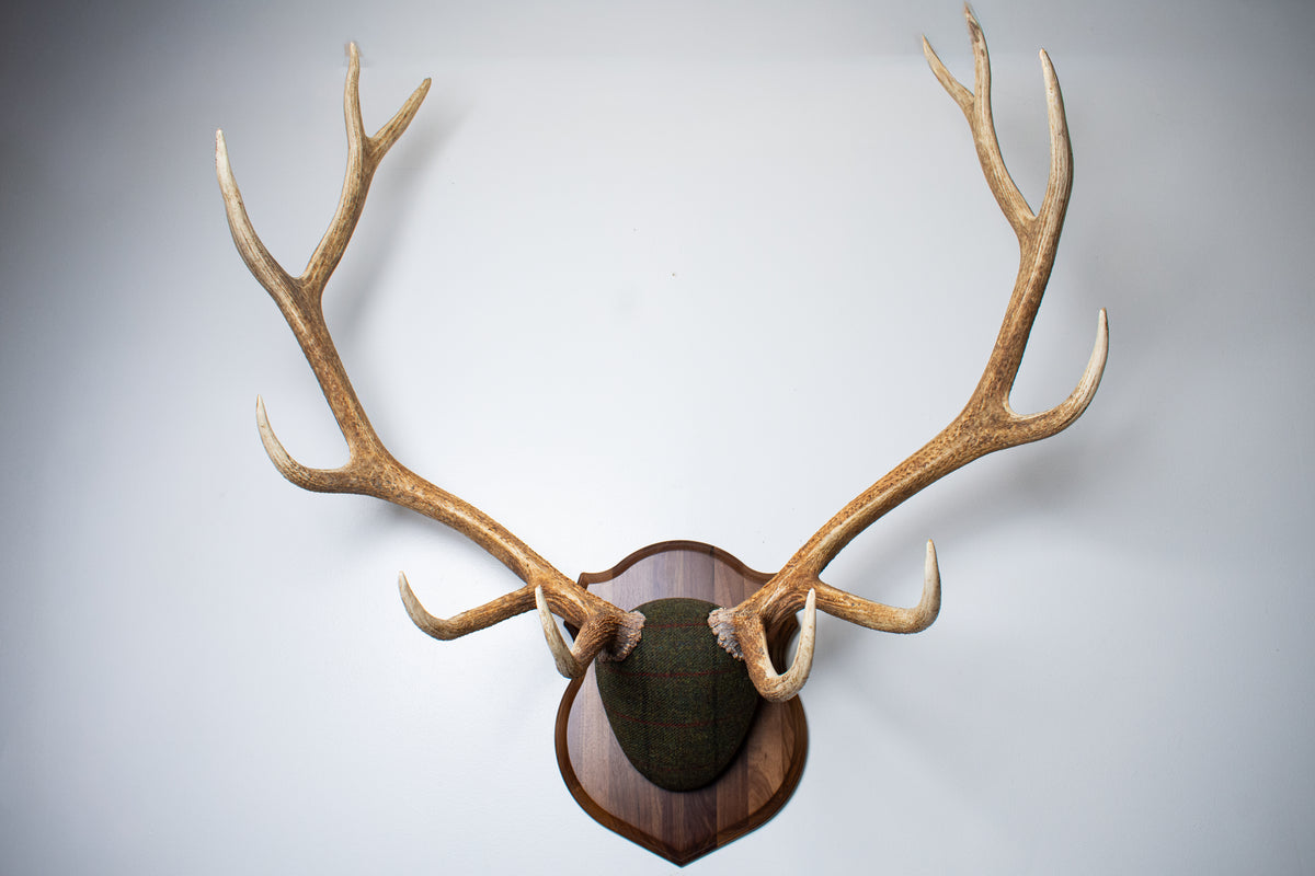 Elk Antler Mount | Green mix with Black and Red Overcheck | 69