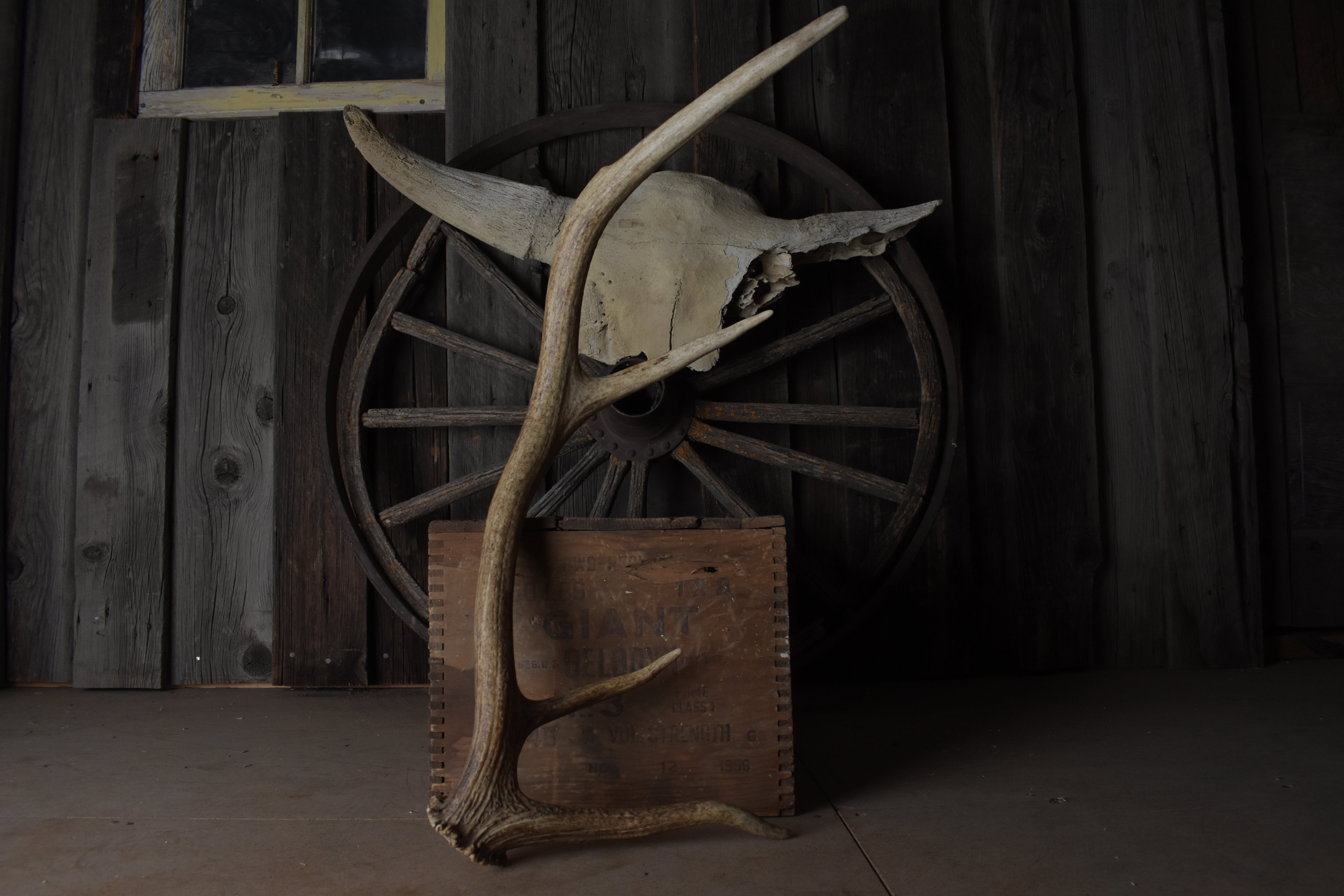 Elk Antler | 62