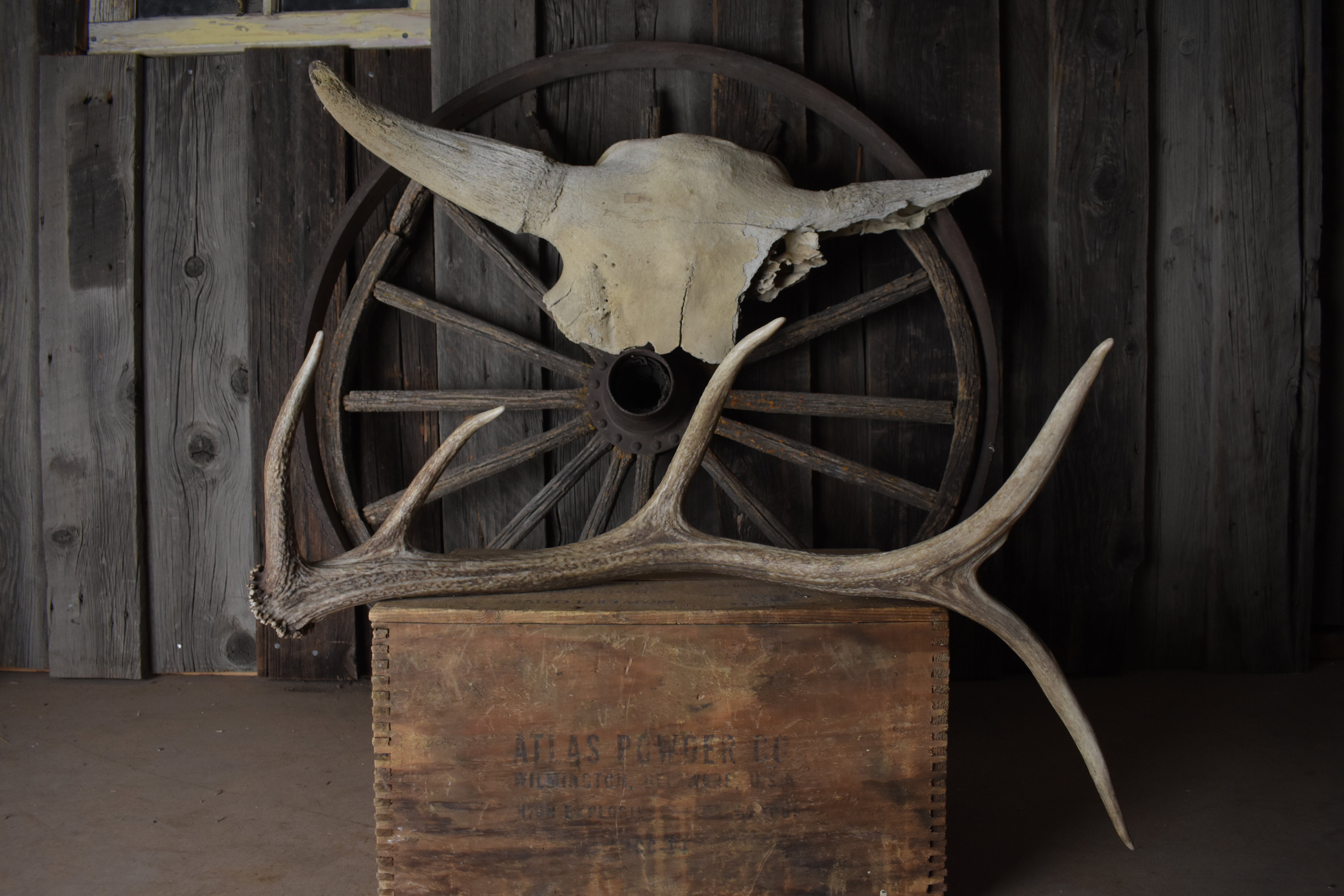 Elk Antler | 60