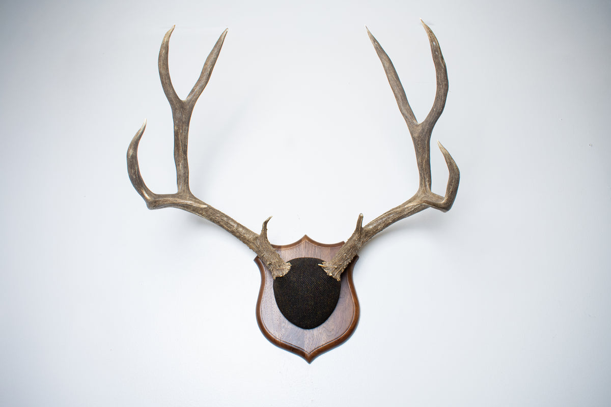 Mule Deer Antler Mount | Green and Brown Barleycorn | 70