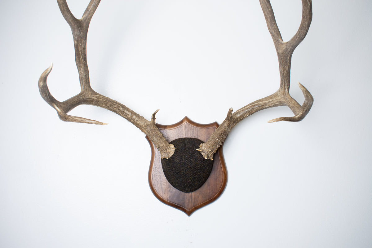 Mule Deer Antler Mount | Green and Brown Barleycorn | 70