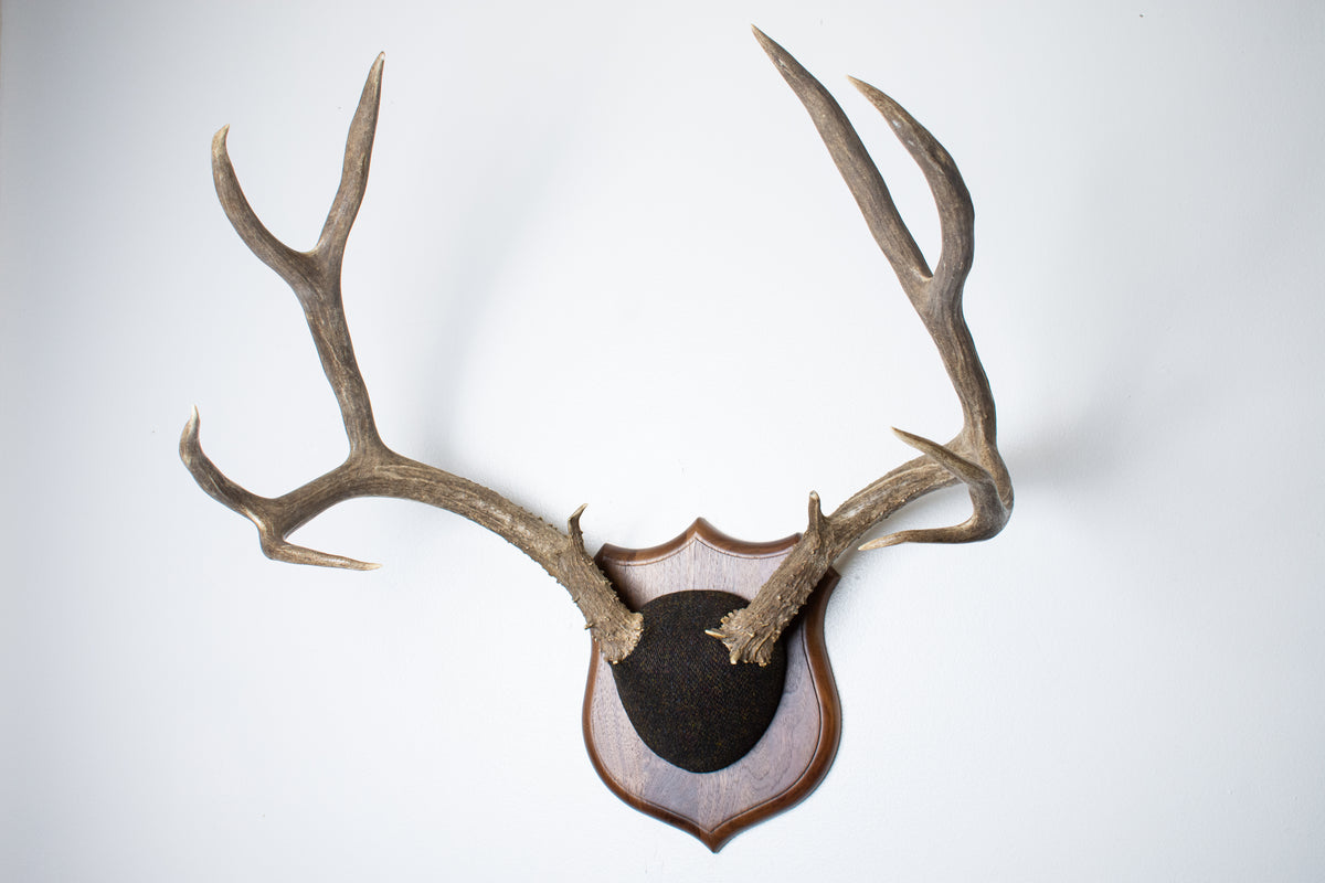 Mule Deer Antler Mount | Green and Brown Barleycorn | 70