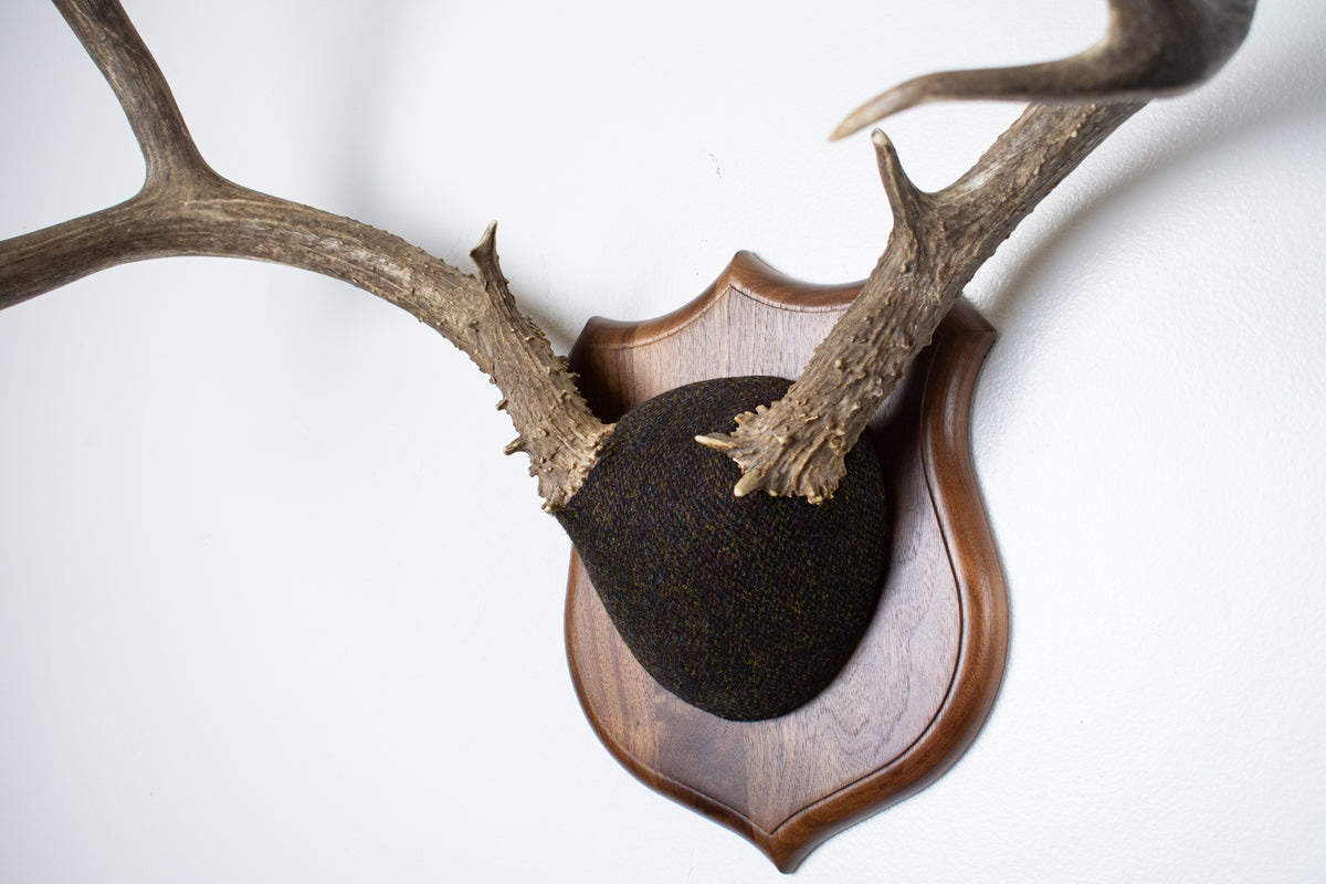 Mule Deer Antler Mount | Green and Brown Barleycorn | 70