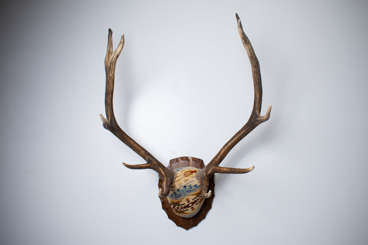 Elk Antler Mount | Camas | 31