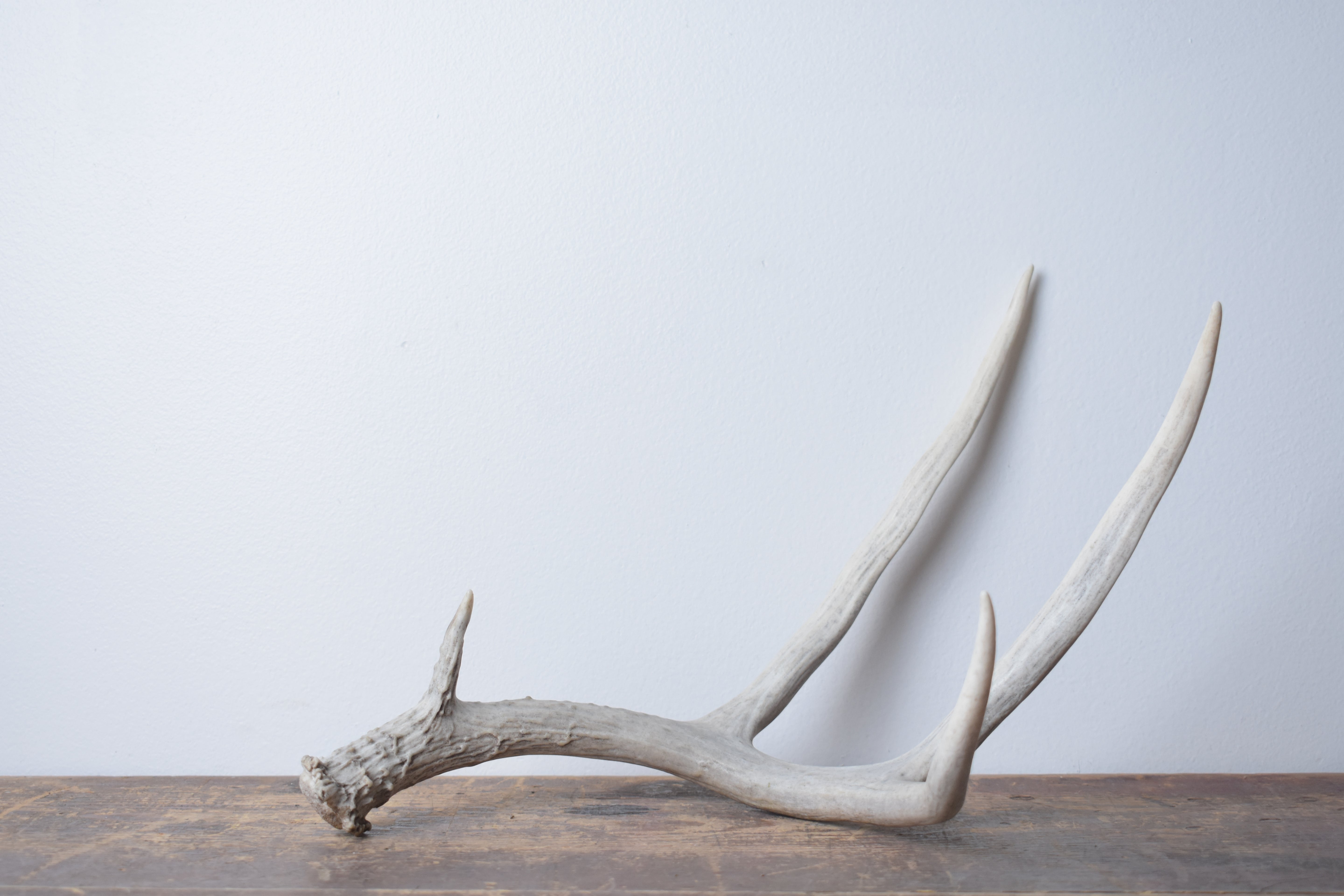 Mule Deer Antler | 36