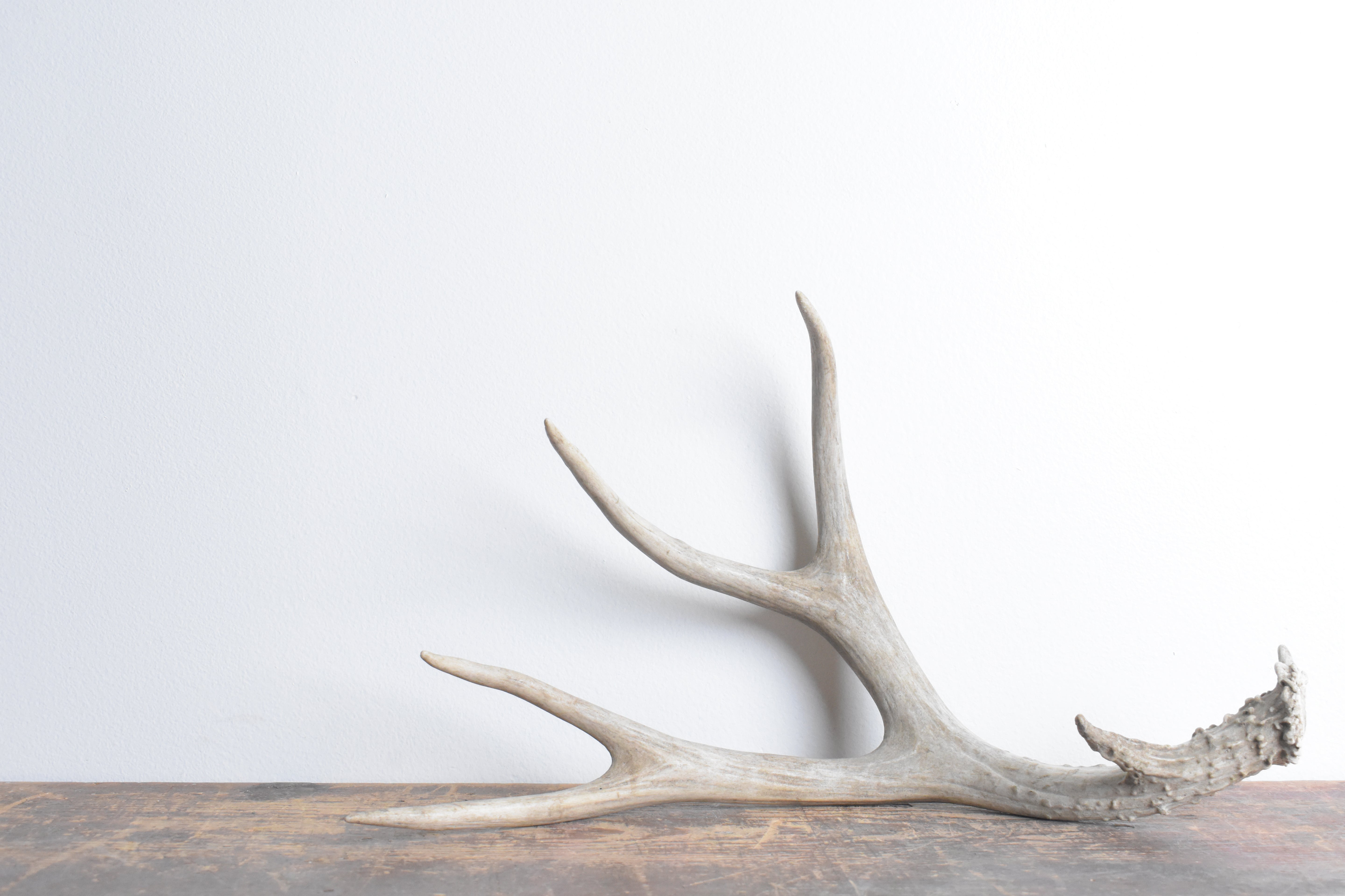 Mule Deer Antler | 35