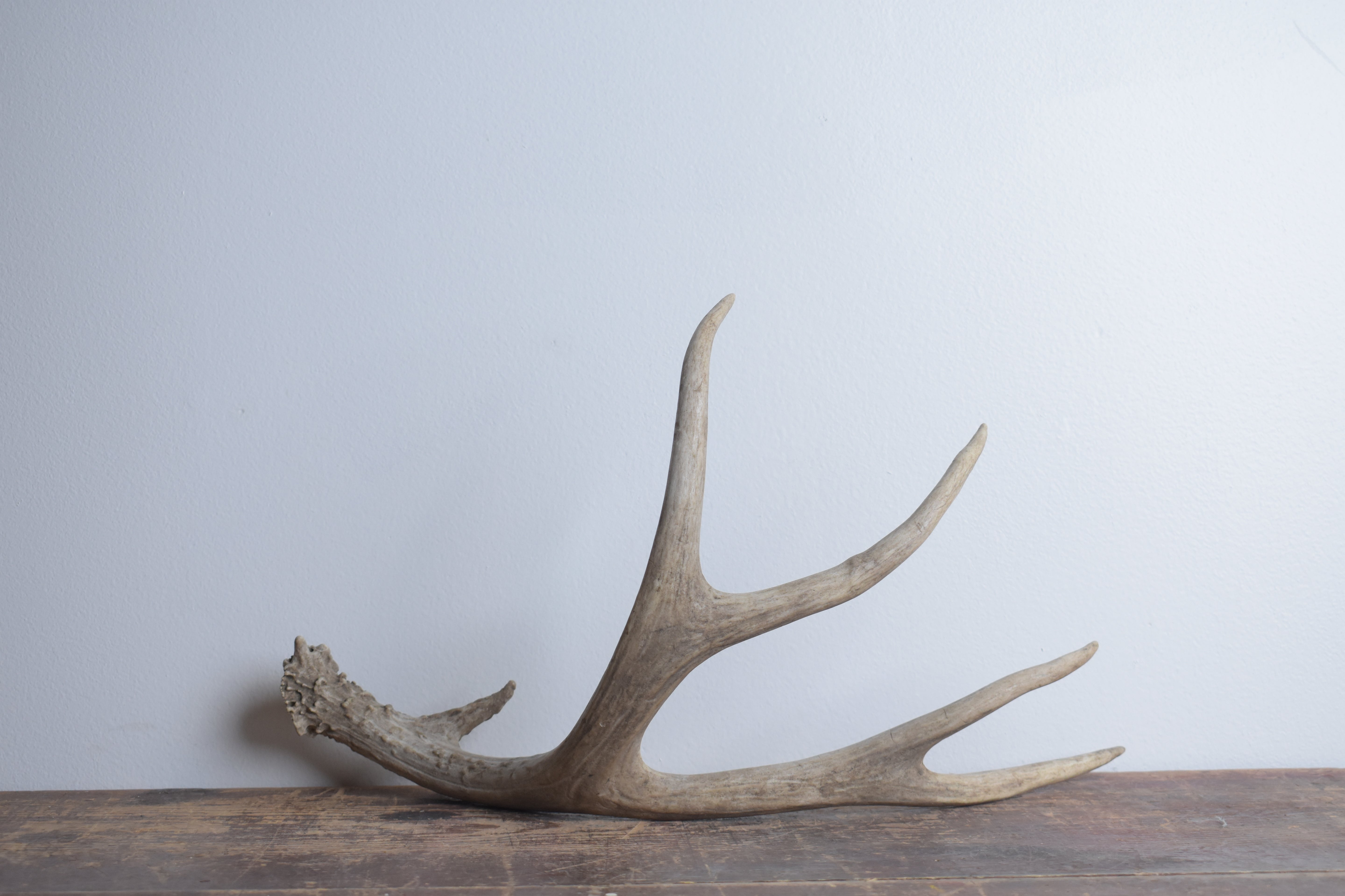 Mule Deer Antler | Medium Size | 35