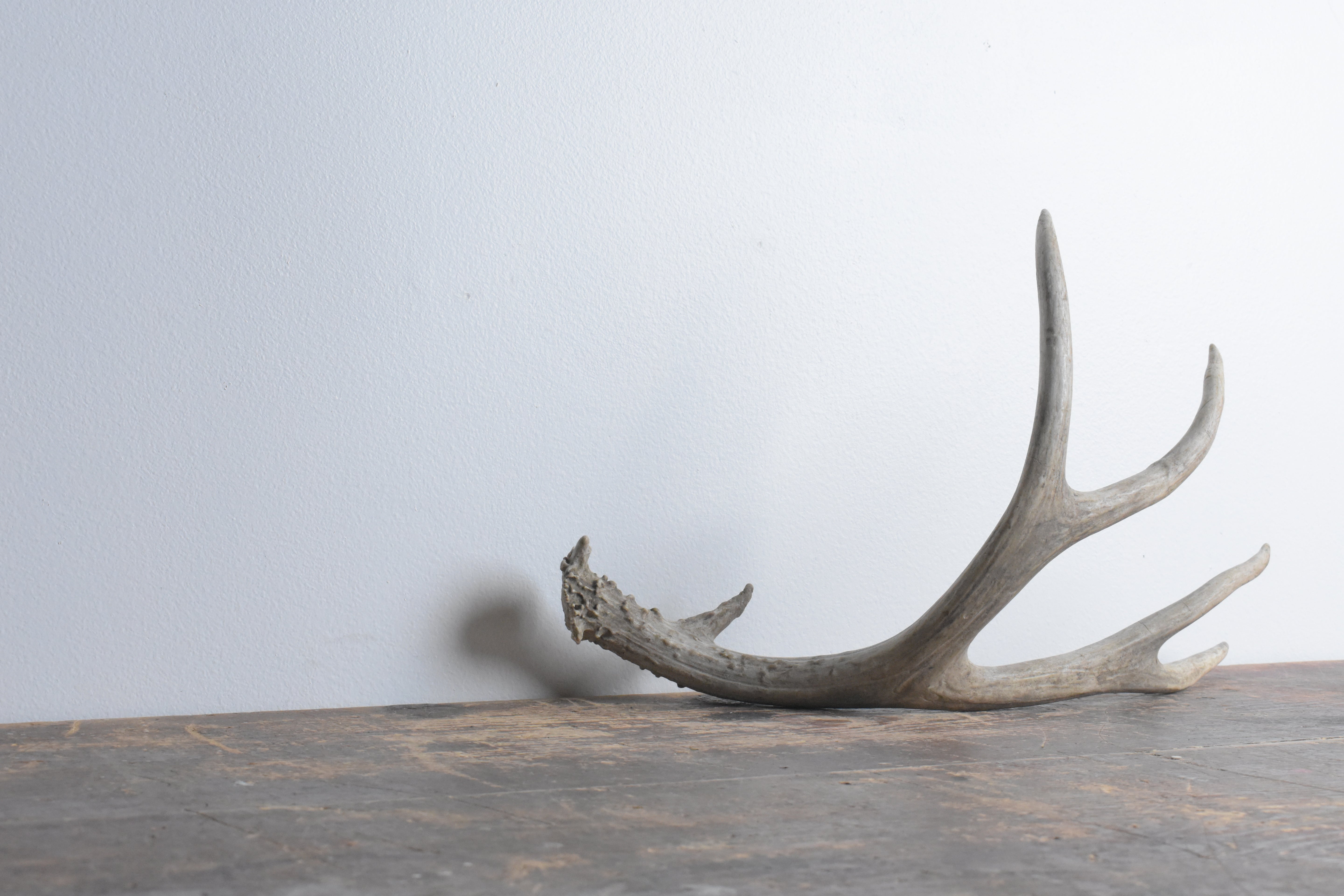 Mule Deer Antler | Medium Size | 35