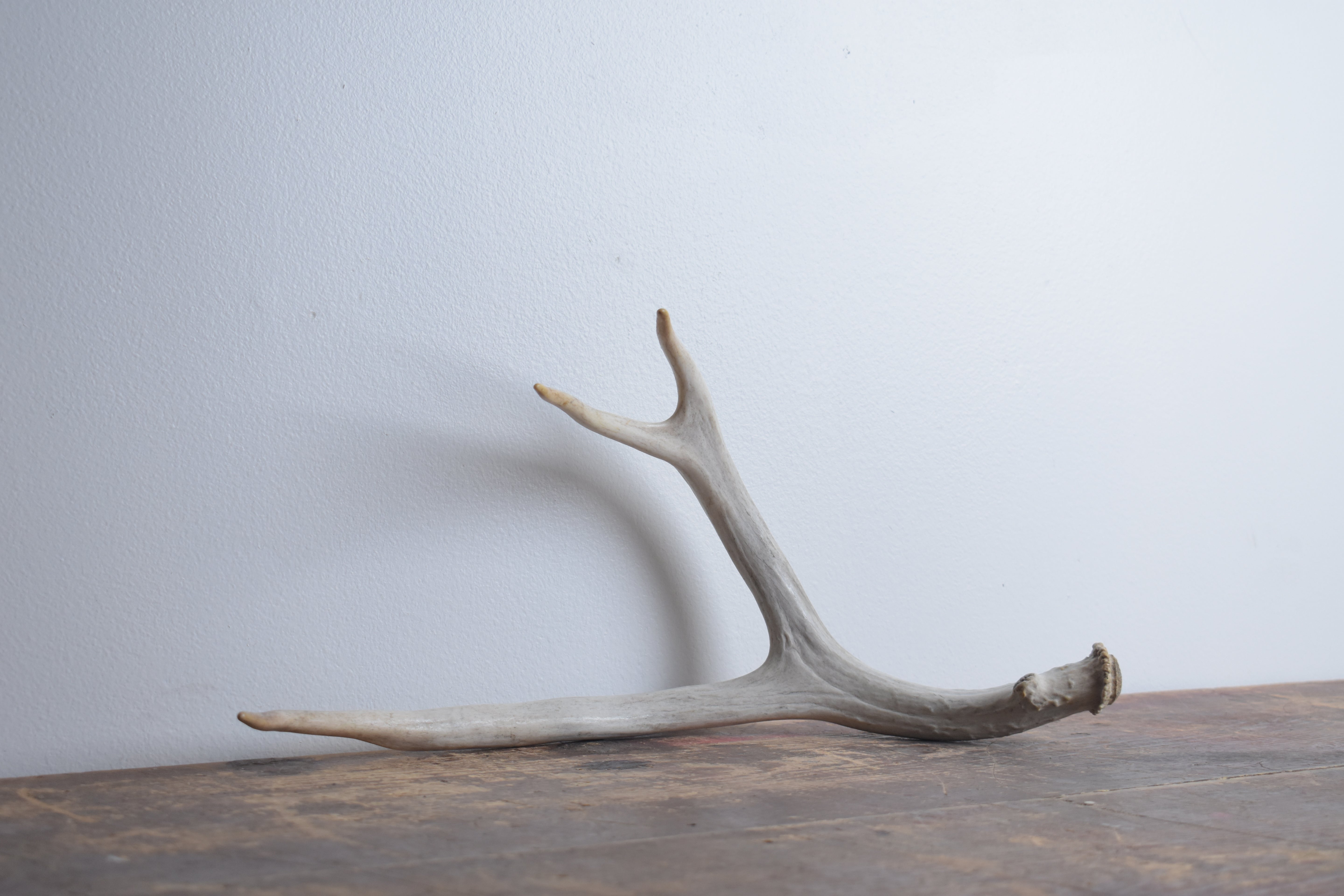 Mule Deer Antler | Large Size | 40