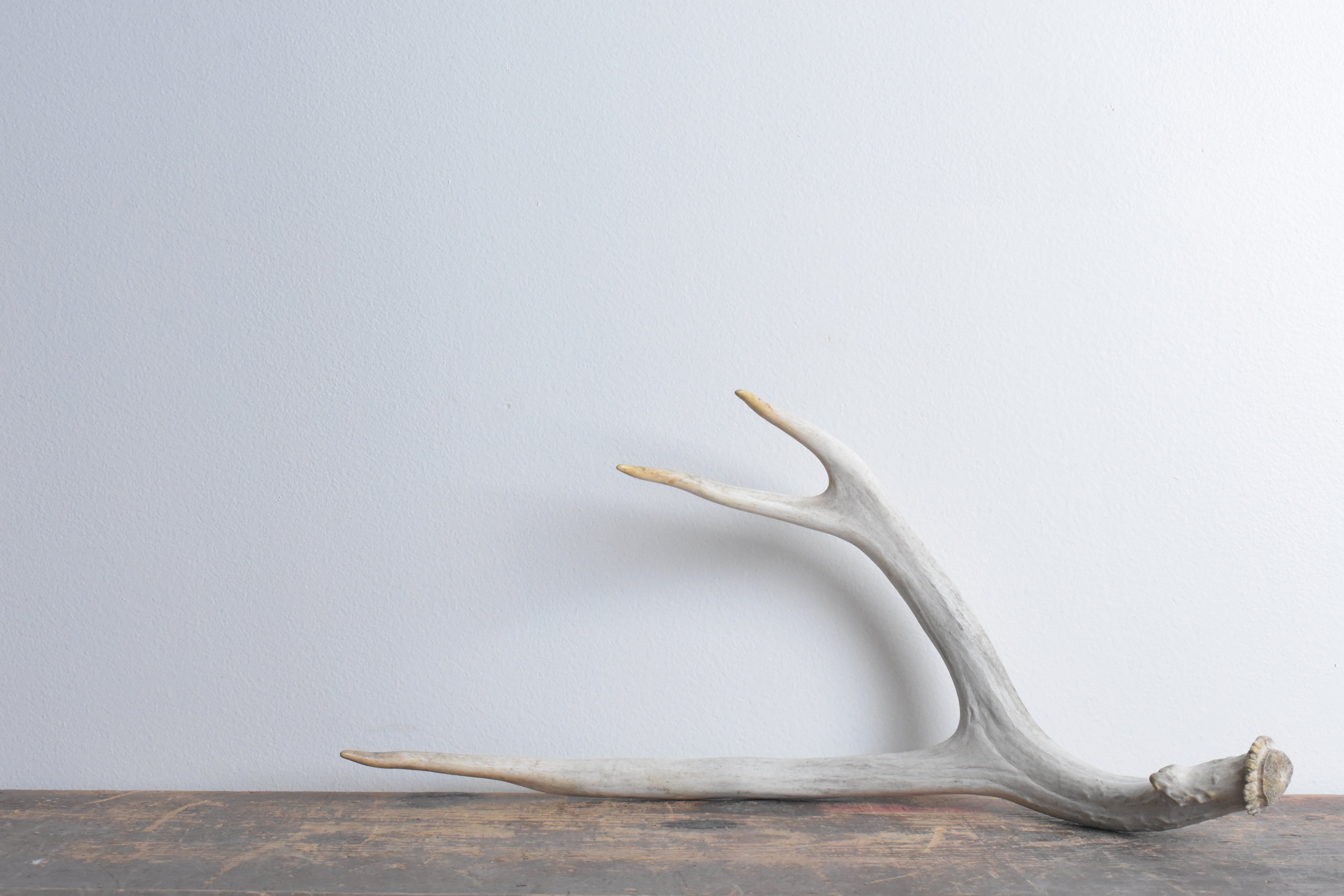 Mule Deer Antler | 40