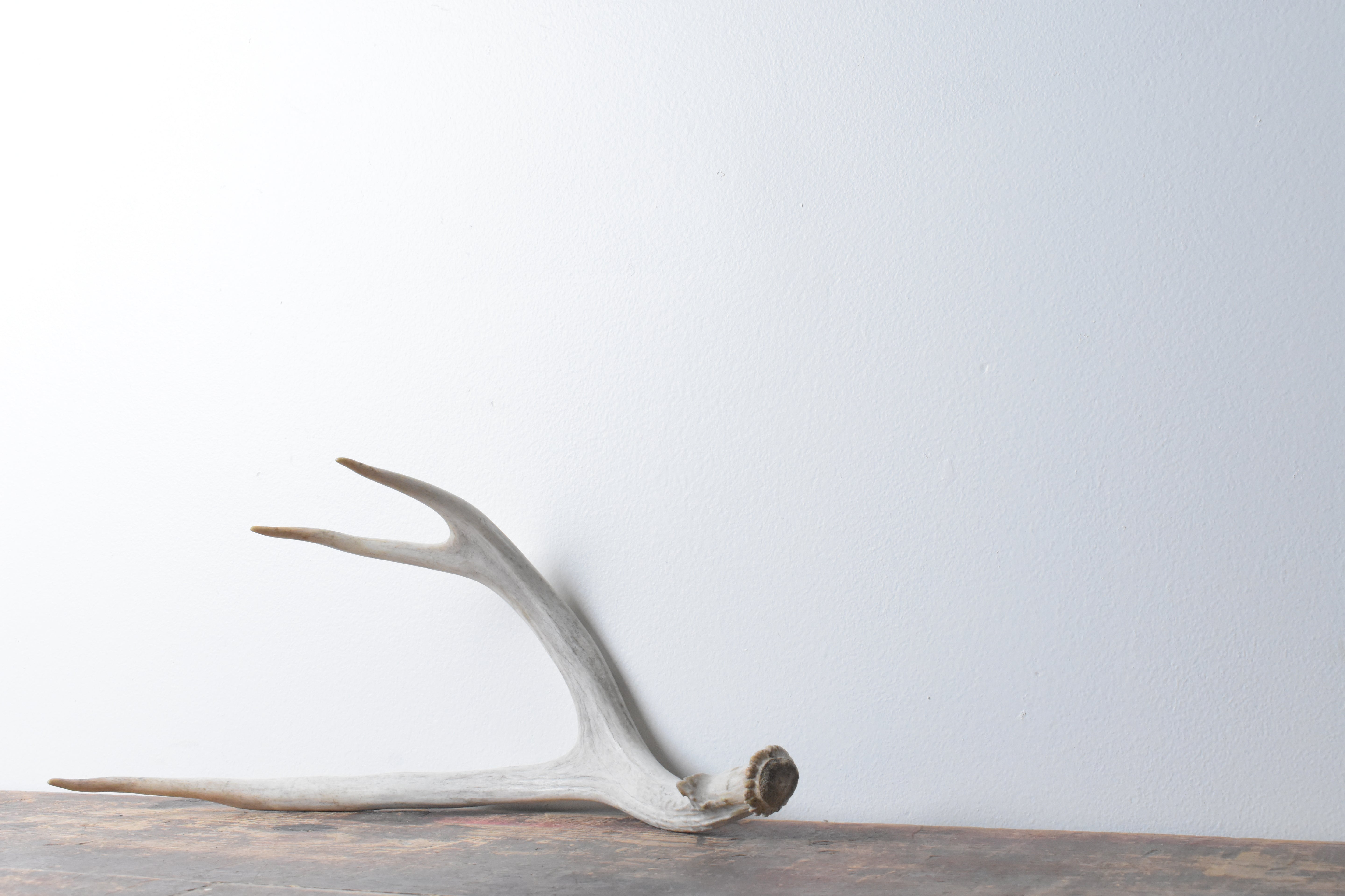 Mule Deer Antler | Large Size | 40