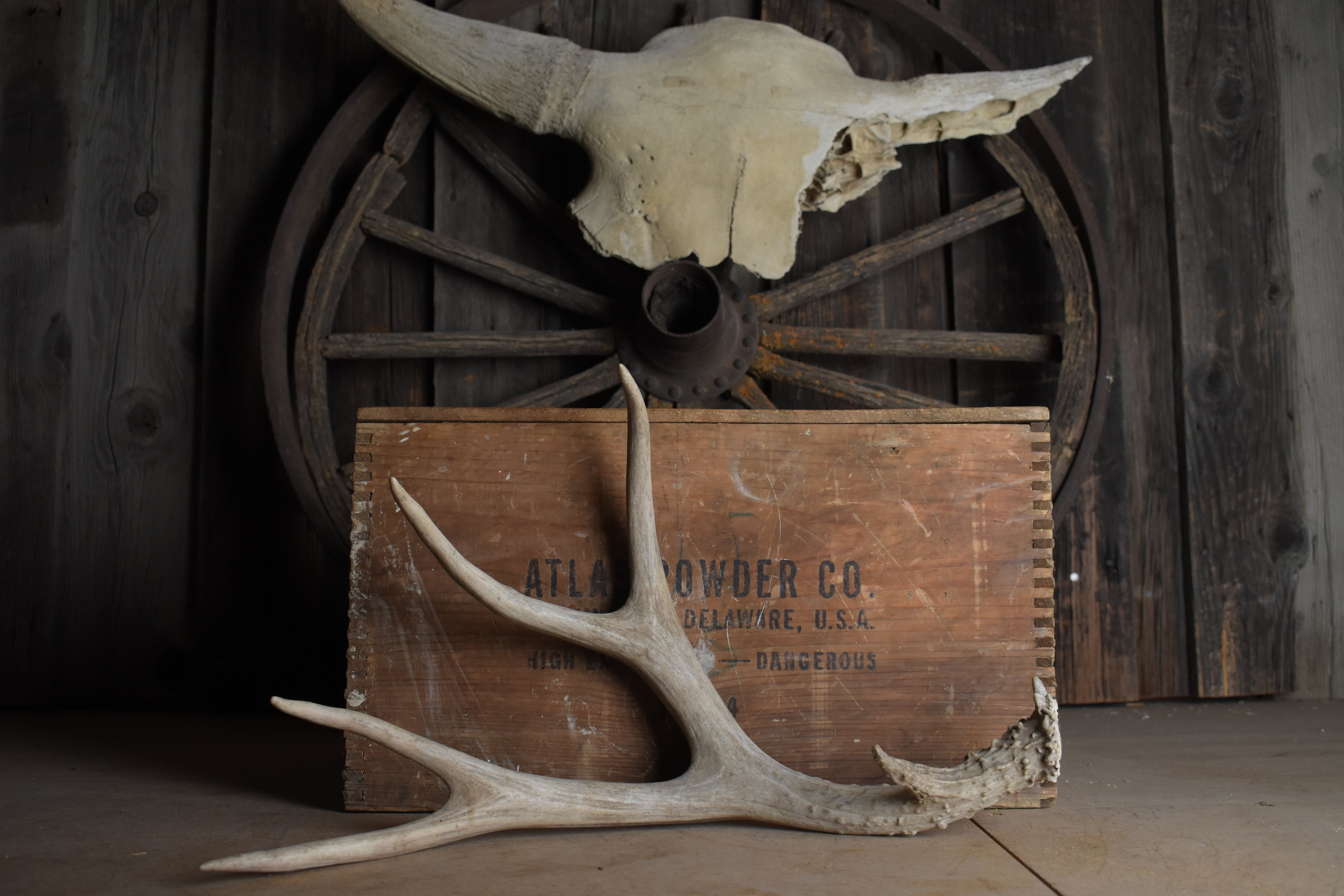 Mule Deer Antler | 35